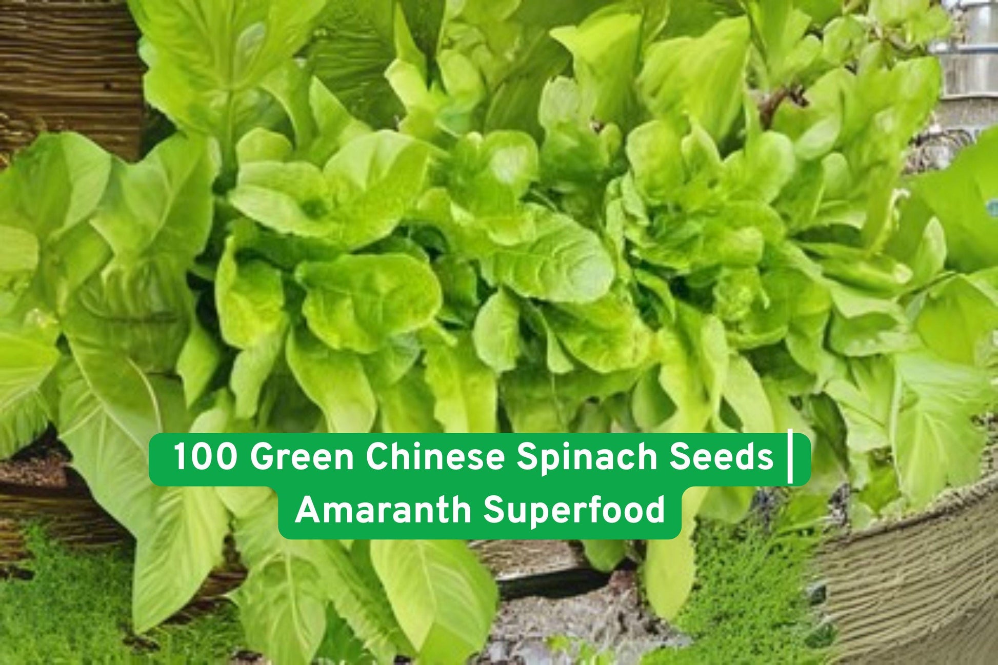 Chinese Spinach Seeds, Amaranth Superfood, Green Leafy Greens, Microgreens Seeds, Non-GMO Seeds, Fast Growing Seeds, Salad Greens Seeds, Heirloom Plant Seeds, Indoor Garden Seeds, Garden Gift Idea, Nutrient-Rich Seeds, DIY Gardening Supplies, Warm Climate Seeds