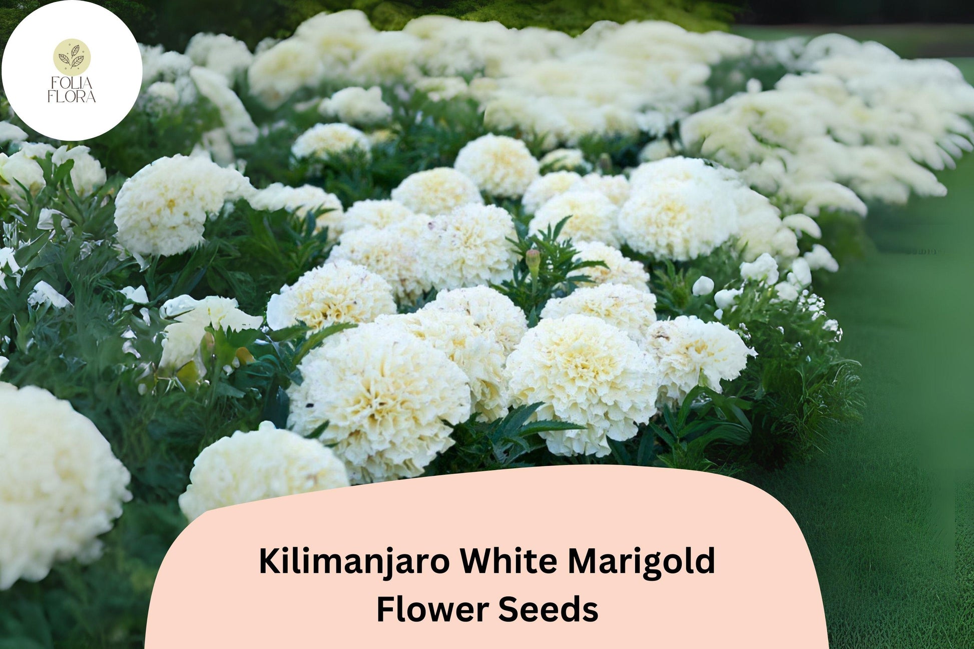 Kilimanjaro White Marigold Seeds | Tall African Marigold | Creamy White Blooms | Tagetes erecta | Garden & Cut Flower