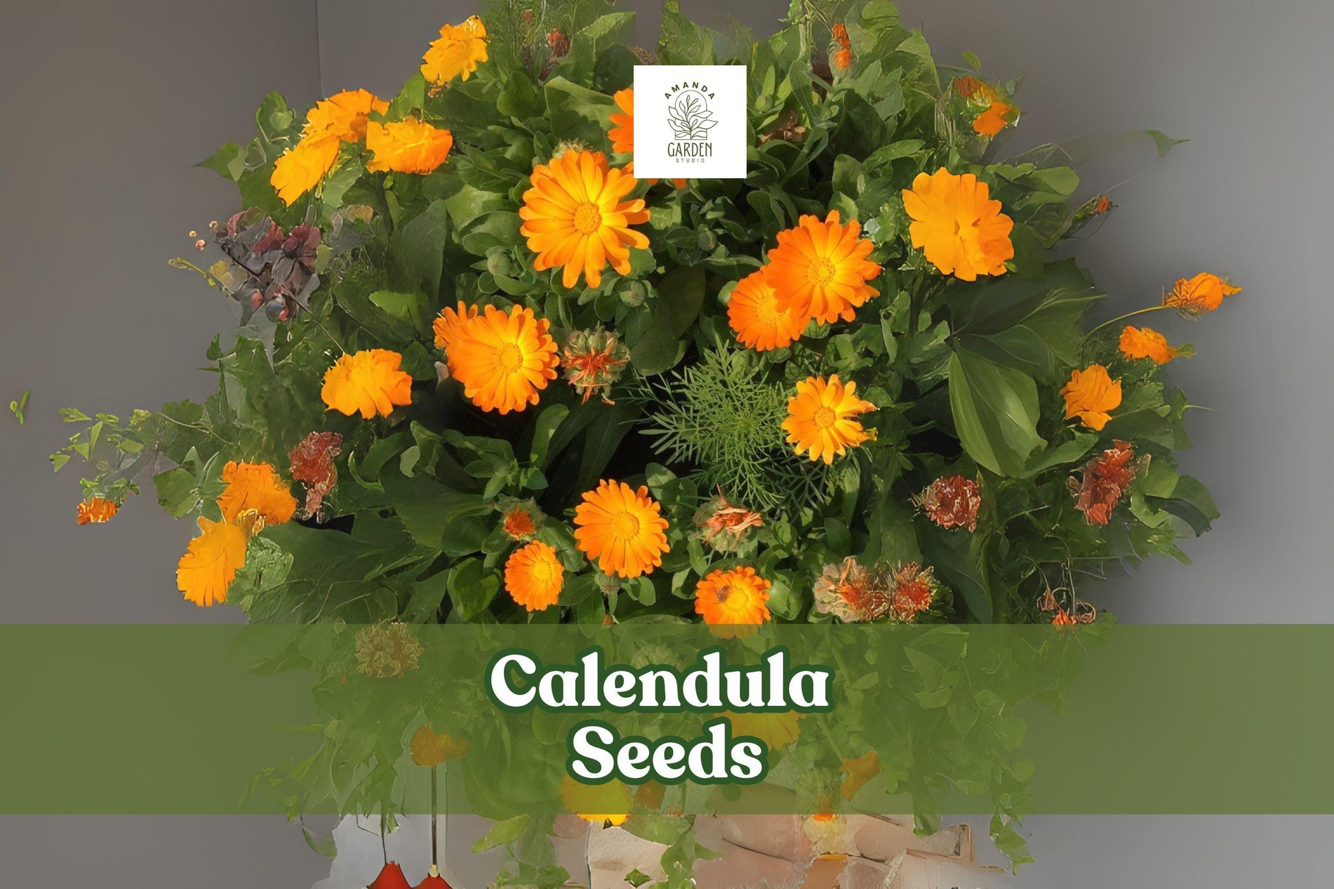 250 Calendula Seeds – Pacific Beauty Mix, Ornamental Flower Seeds, Calendula officinalis, Colorful Blooms for Gardens & Containers