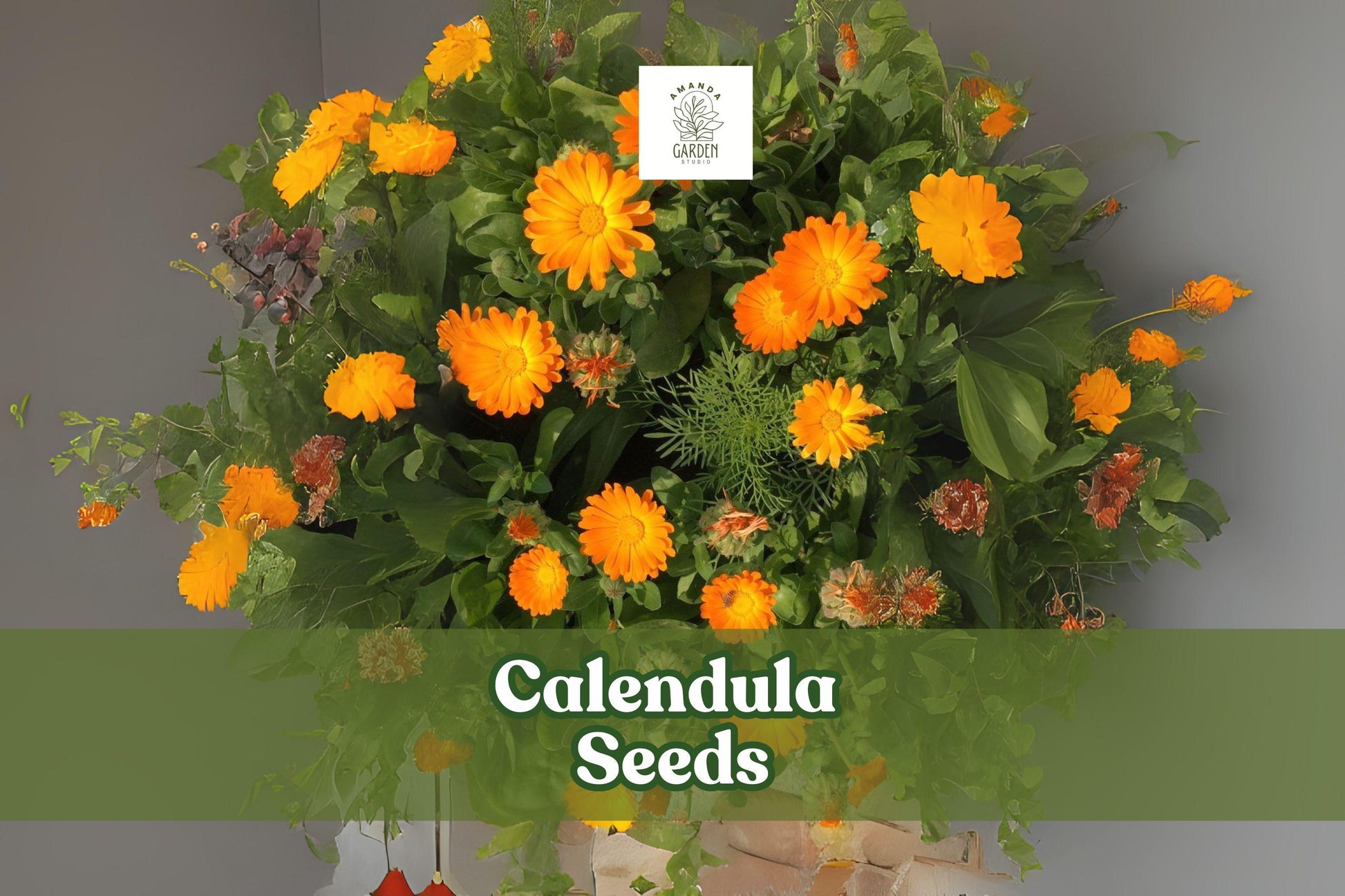 250 Calendula Seeds – Pacific Beauty Mix, Ornamental Flower Seeds for Gardens, Containers, Pollinator Attracting, Calendula officinalis