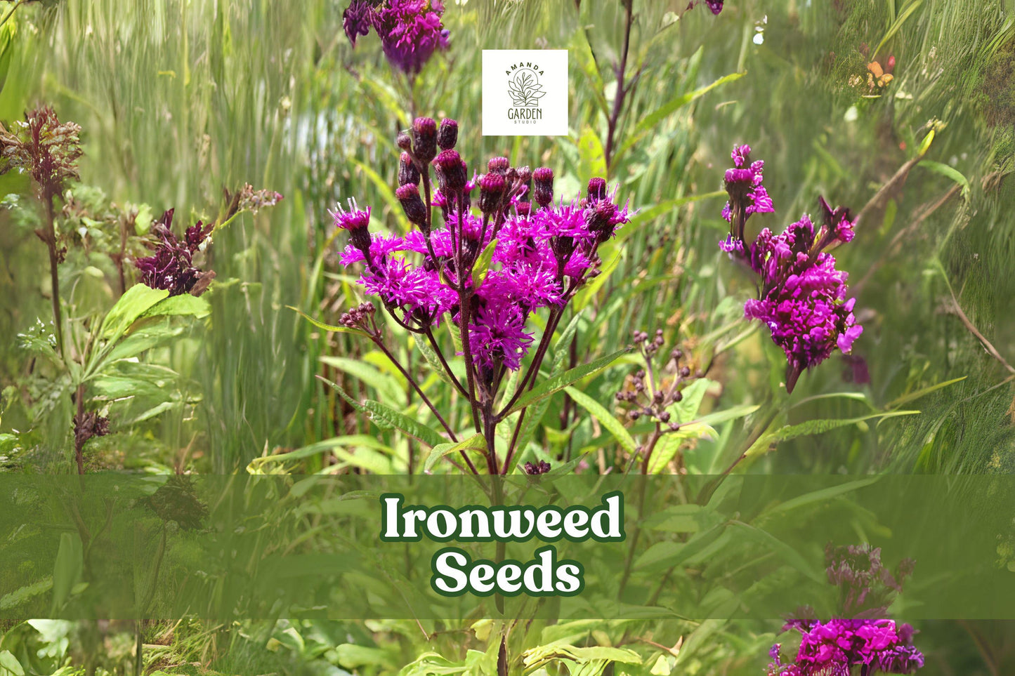 100 Ironweed Seeds Vernonia gigantea Tall Native Wildflower Seeds Pollinator-Friendly Perennial Plant