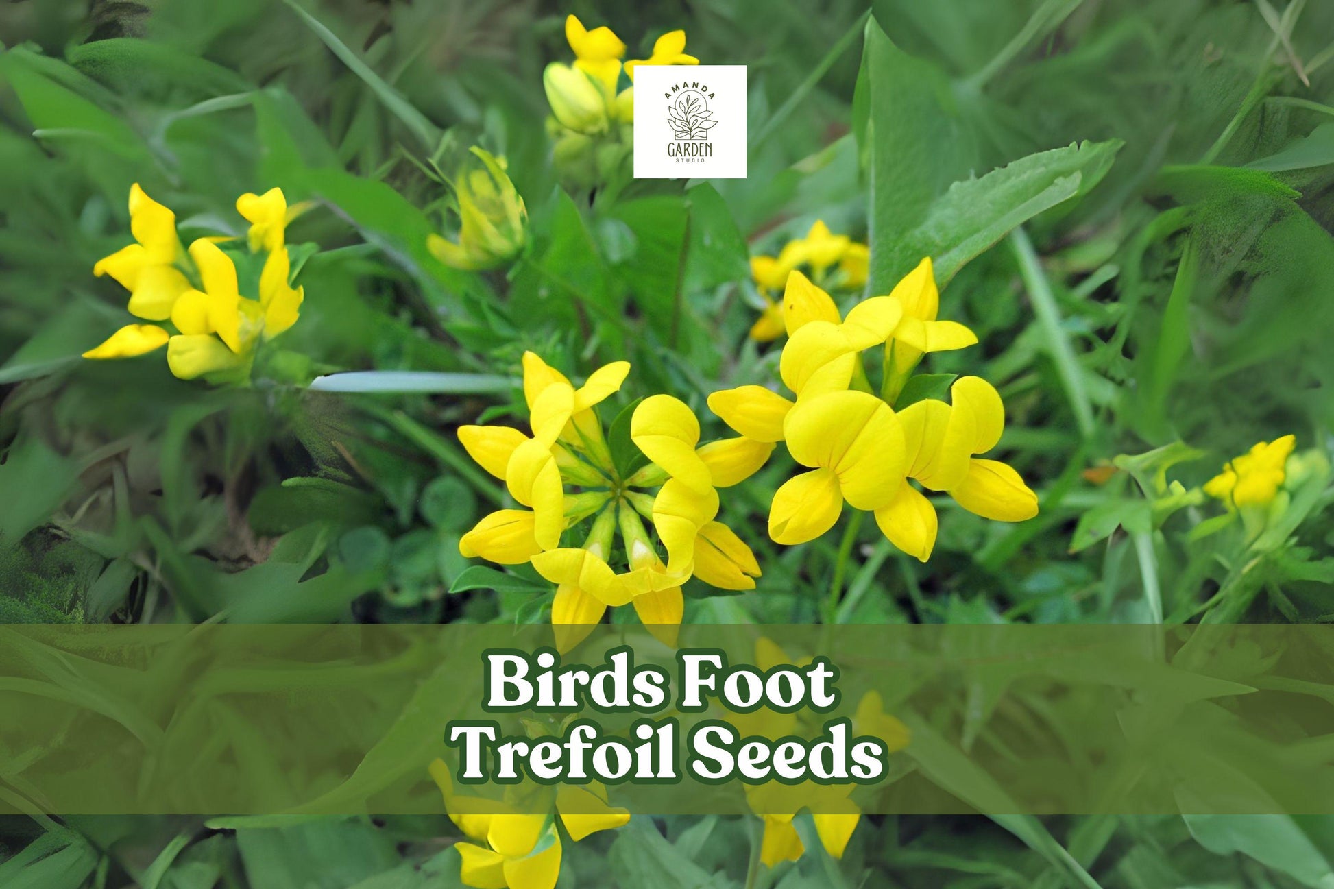 Birds Foot Trefoil Seeds – Lotus corniculatus – Yellow Wildflower Groundcover – Pollinator-Friendly Perennial Seed Pack