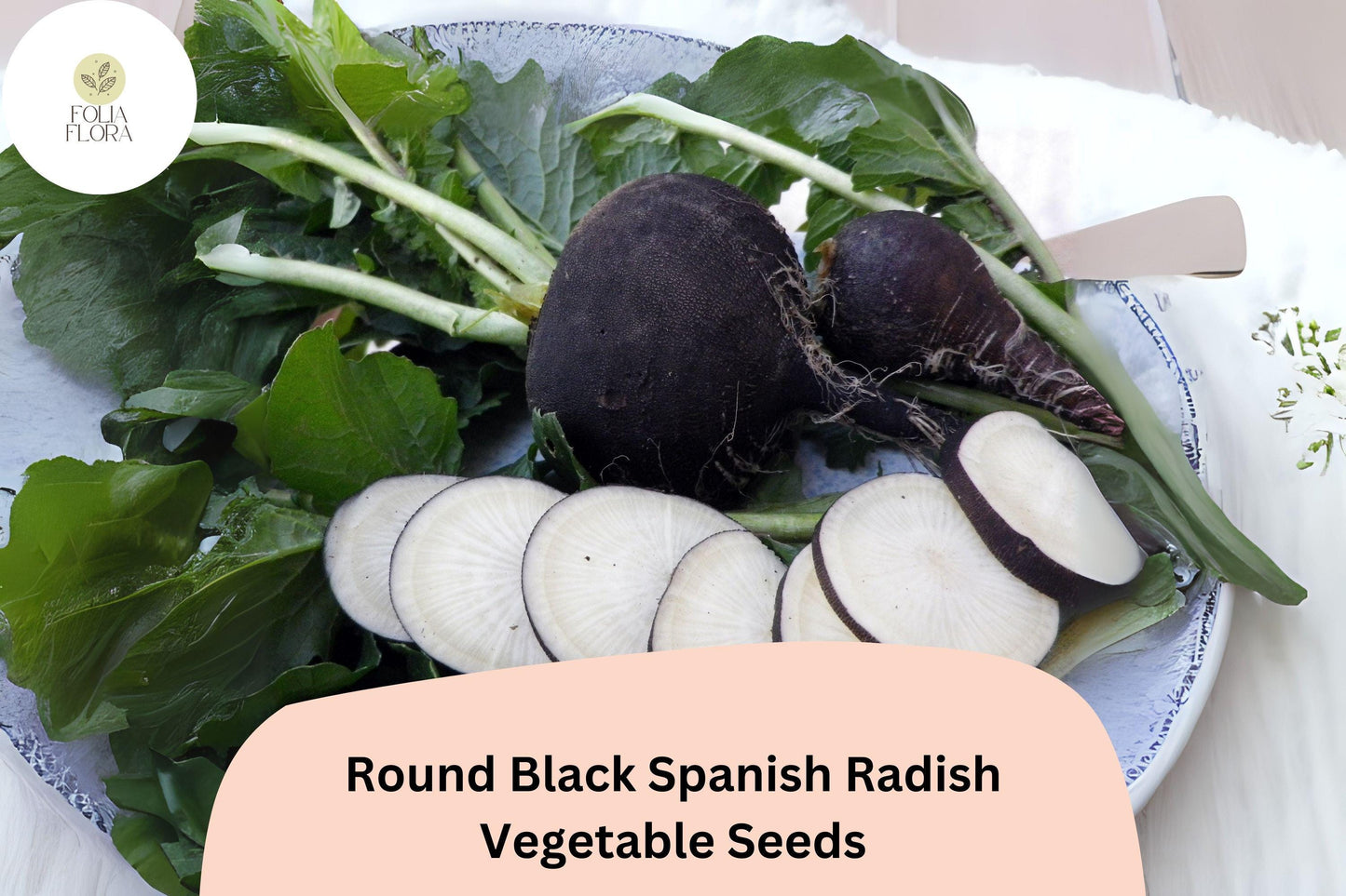 Round Black Spanish Radish Seeds – Heirloom Winter Radish, Non-GMO, Raphanus sativus var. niger