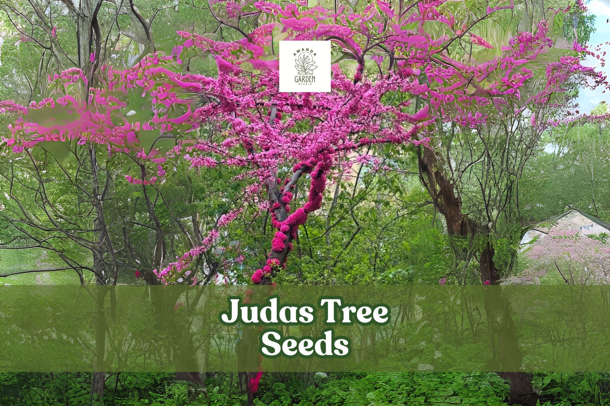 20 Judas Tree Seeds – Cercis siliquastrum Ornamental Flowering Tree for Garden or Bonsai