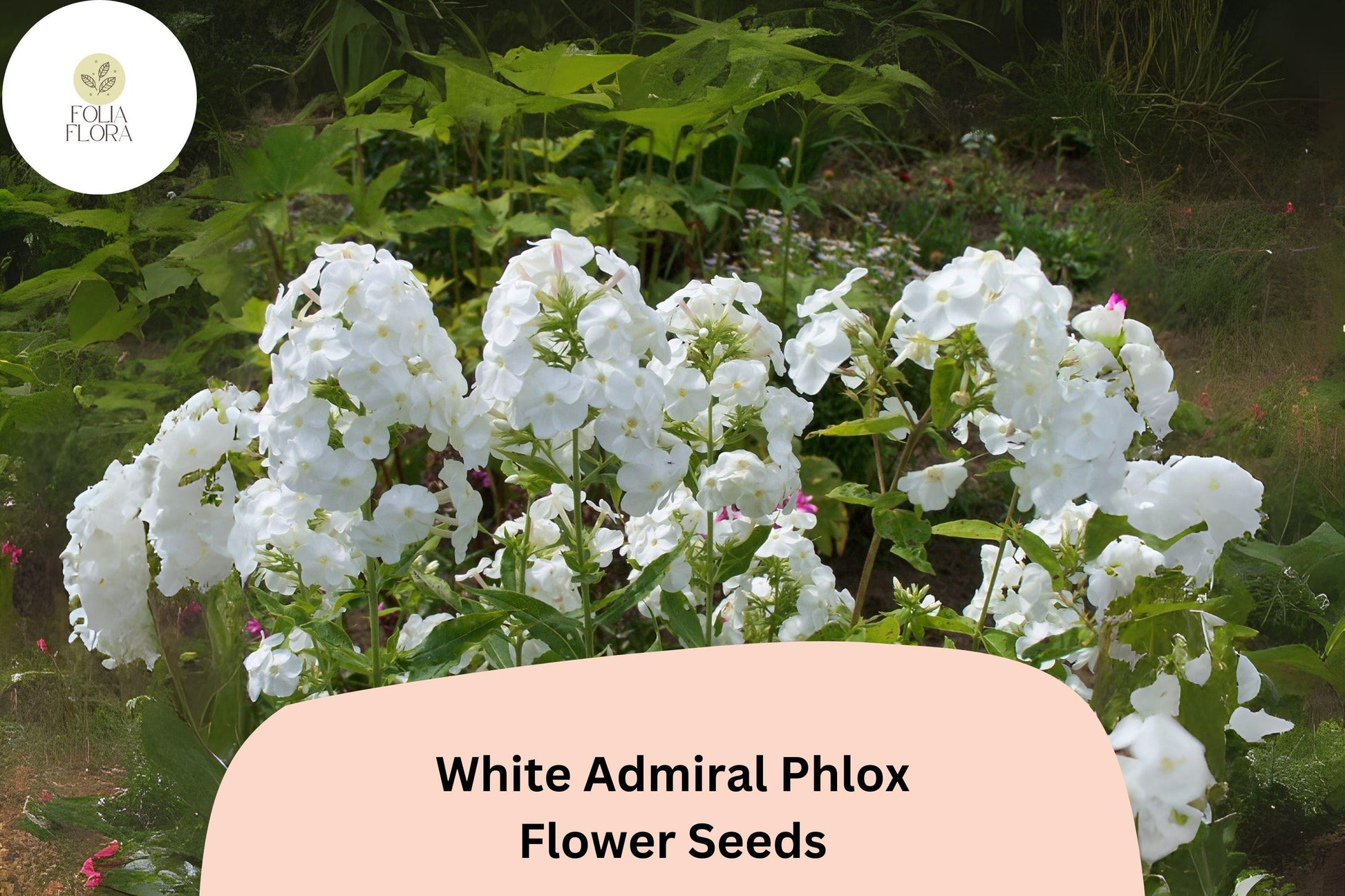 White Admiral Phlox Seeds – Pure White Blossoms – Annual Flower Seeds – Phlox drummondii