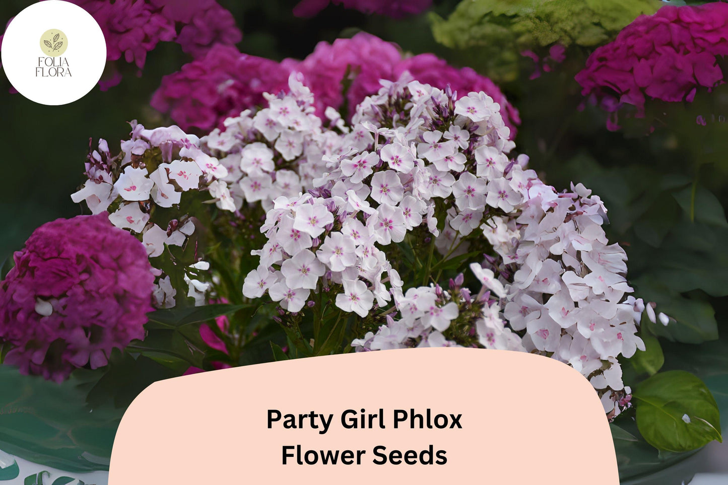 Party Girl Phlox Seeds – Colorful Star-Patterned Annual Flower – Phlox drummondii