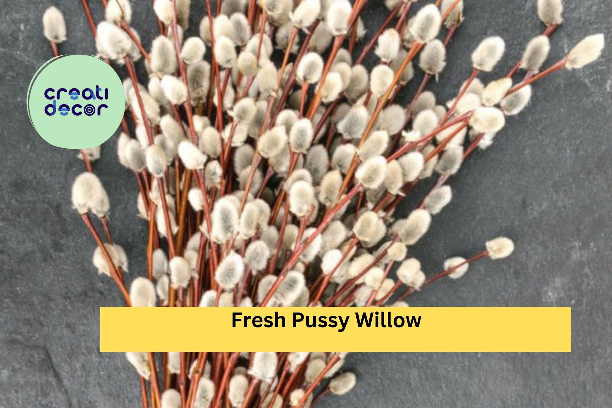 Fresh Pussy Willow Cuttings – Unrooted Salix discolor Stems for Planting, Garden, and Floral Arrangements