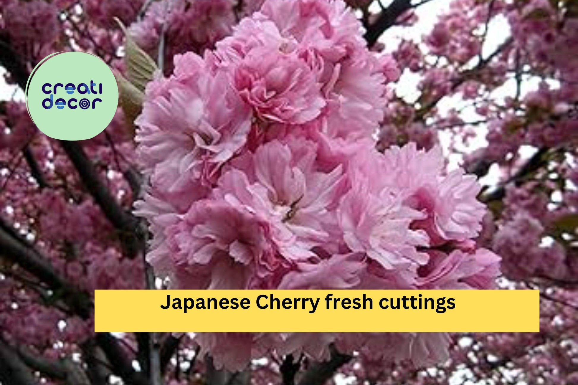 Japanese Cherry Cuttings – 10 Unrooted Prunus serrulata Stems for Bonsai & Ornamental Tree Growing