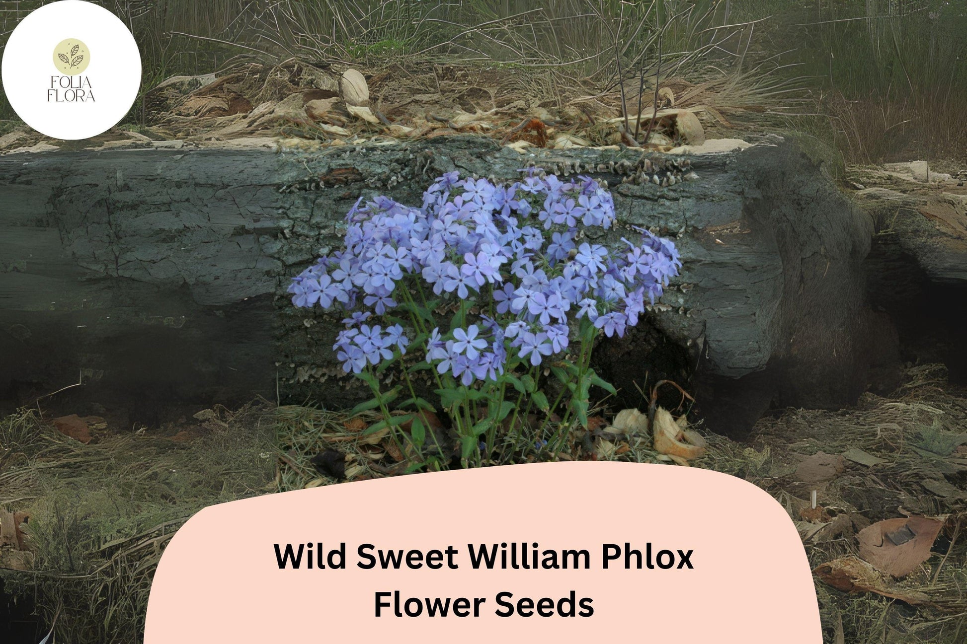 Wild Sweet William Phlox Seeds – Pink Lavender Perennial Flower, Phlox maculata, 100+ Seeds for Cottage Gardens & Pollinator Gardens