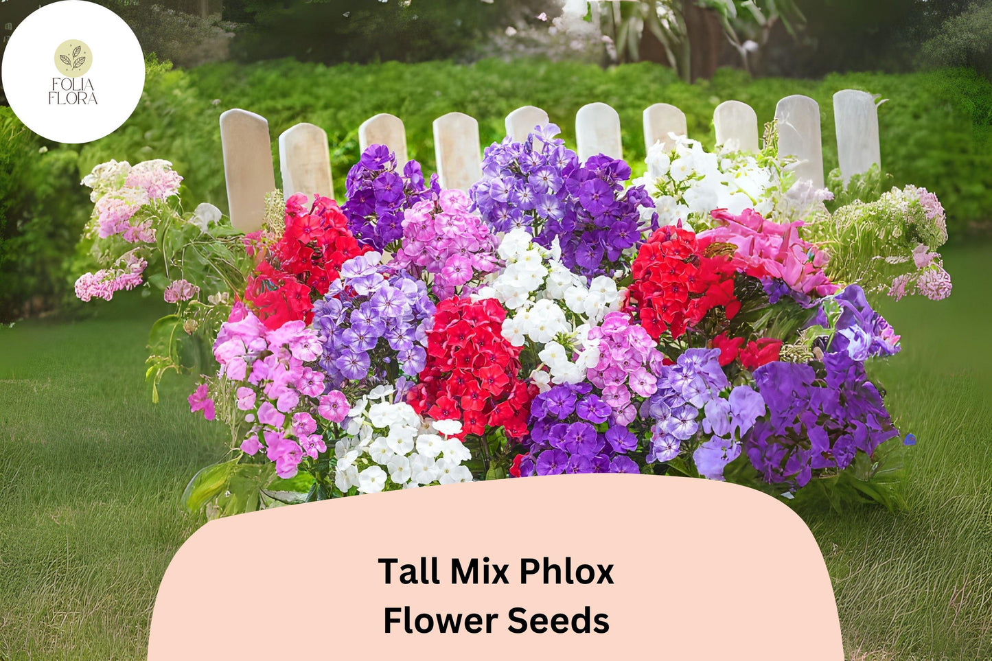 Tall Mix Phlox Seeds – Perennial Garden Flowers, Fragrant Phlox paniculata Blend for Borders & Pollinators