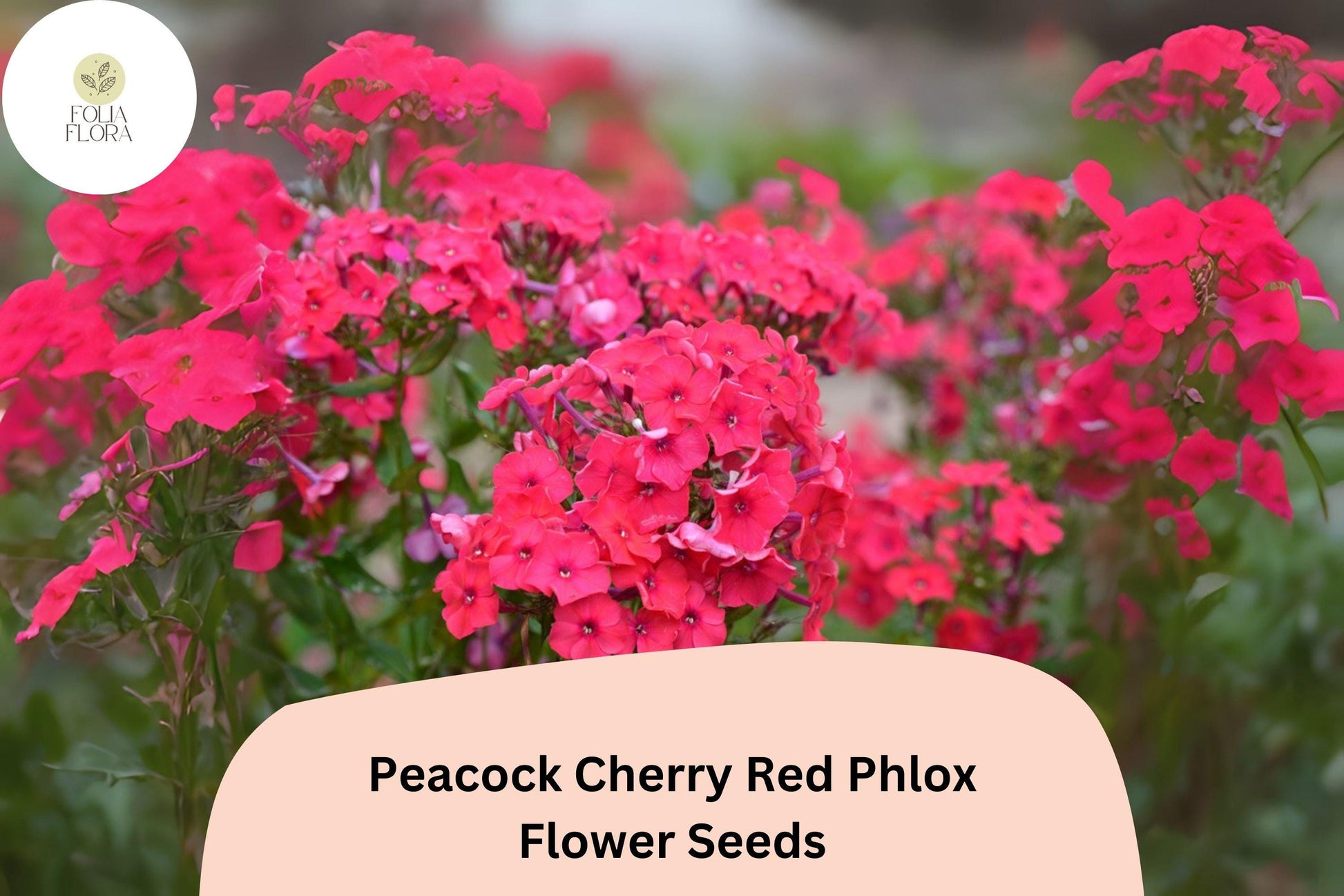 Cherry Red Phlox Seeds – Peacock Variety, Perennial, Vibrant Red Blooms, Phlox paniculata, 100+ Seeds