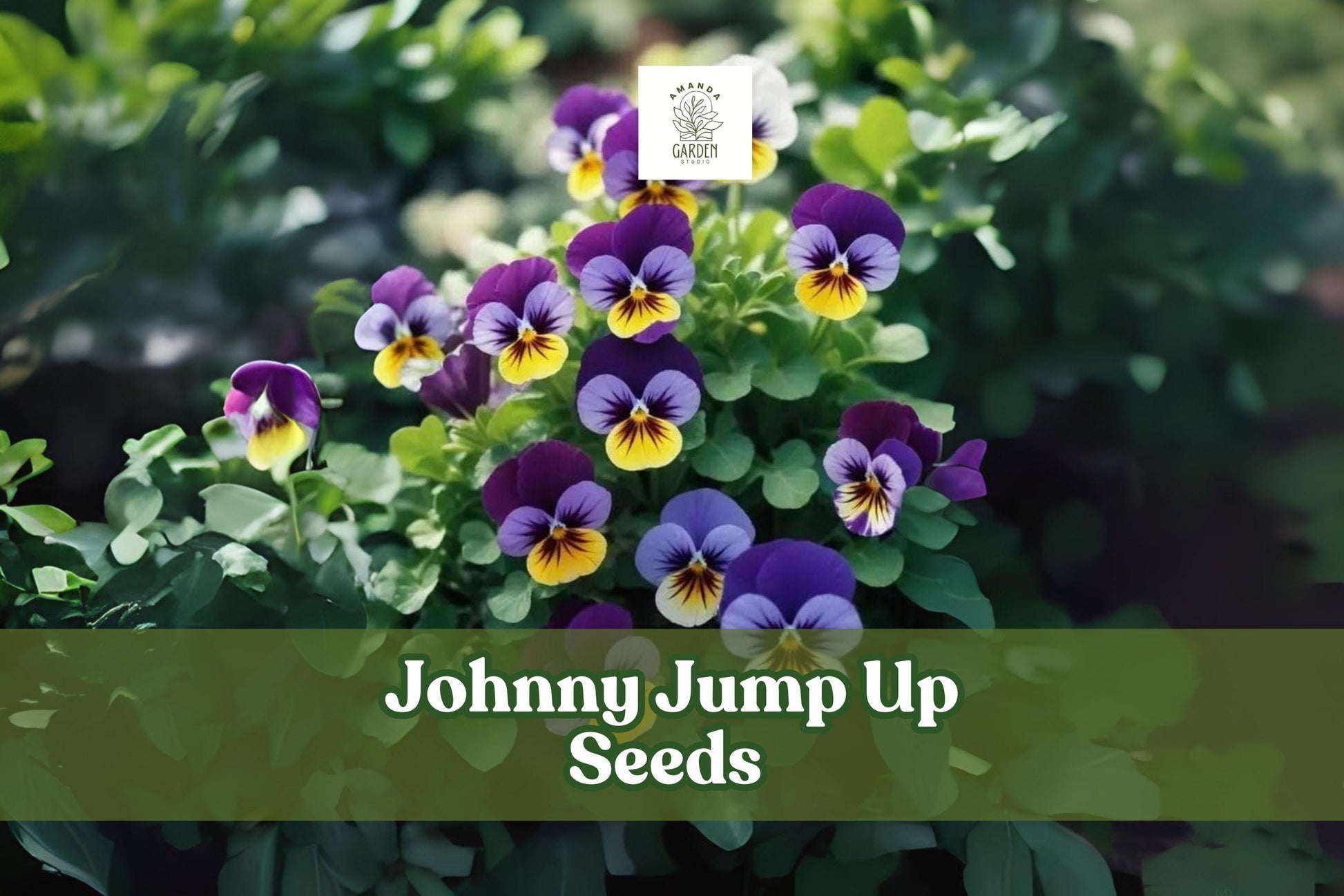 Johnny Jump Up Seeds – Viola tricolor Pansy Flowers, Multicolor Blooms, Perennial Garden Seeds for Borders & Containers