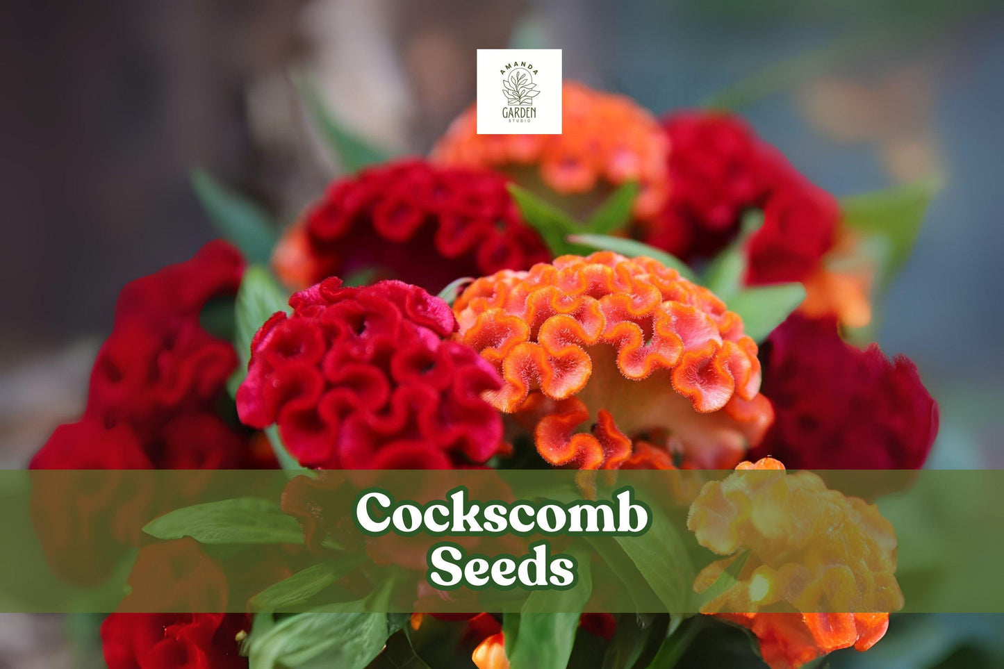 100 Cockscomb Seeds – Celosia cristata, Vibrant Crested Flowers for Garden Beds & Containers, Pollinator Friendly, Made in USA