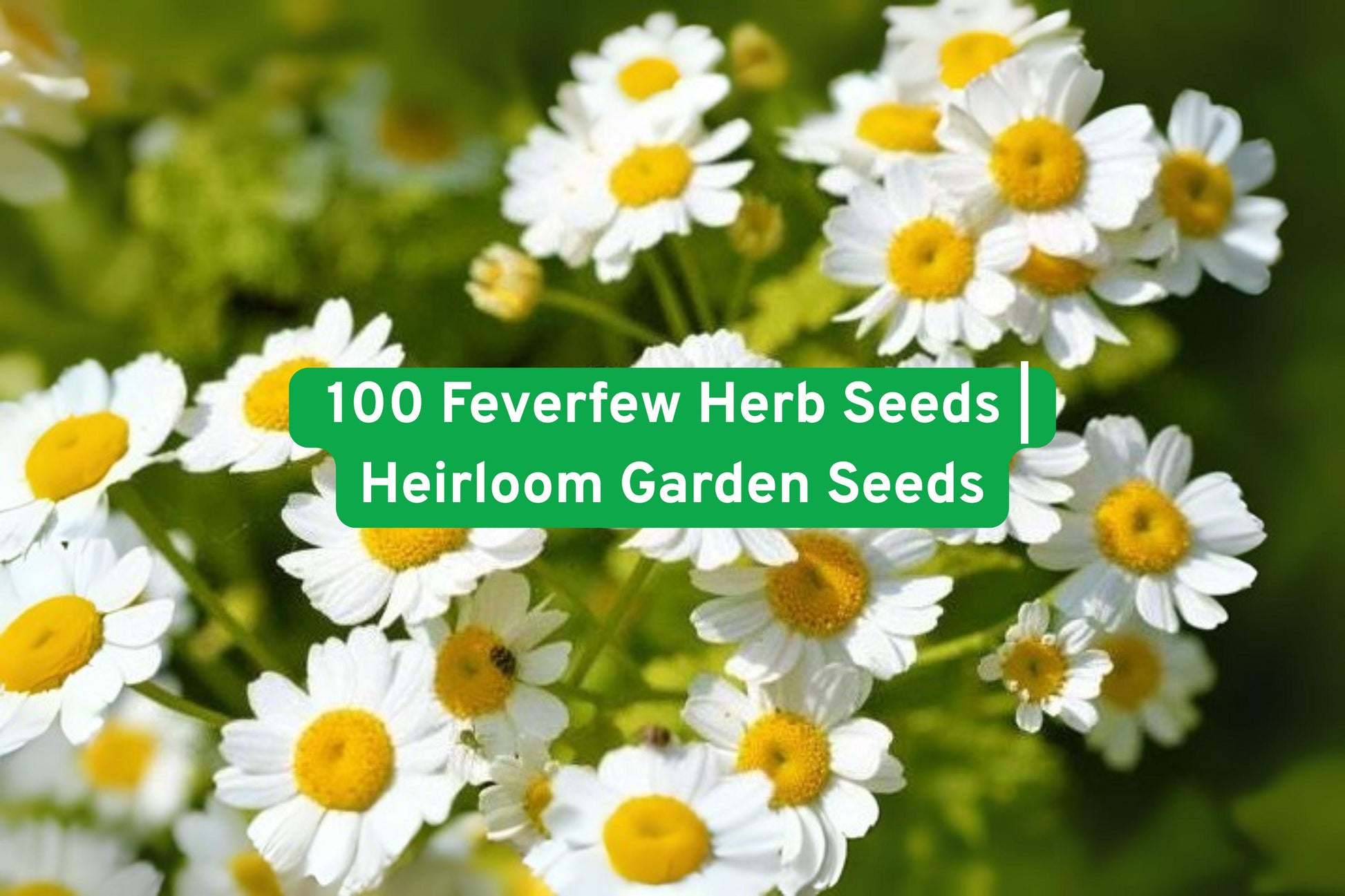 herb seeds, feverfew plant, perennial flowers, white daisy blooms, pollinator garden, easy grow herbs, non-GMO seeds, cut flower plants, garden border plants, bee friendly flowers, herb seed packets, summer blooming plants, beginner gardening seeds