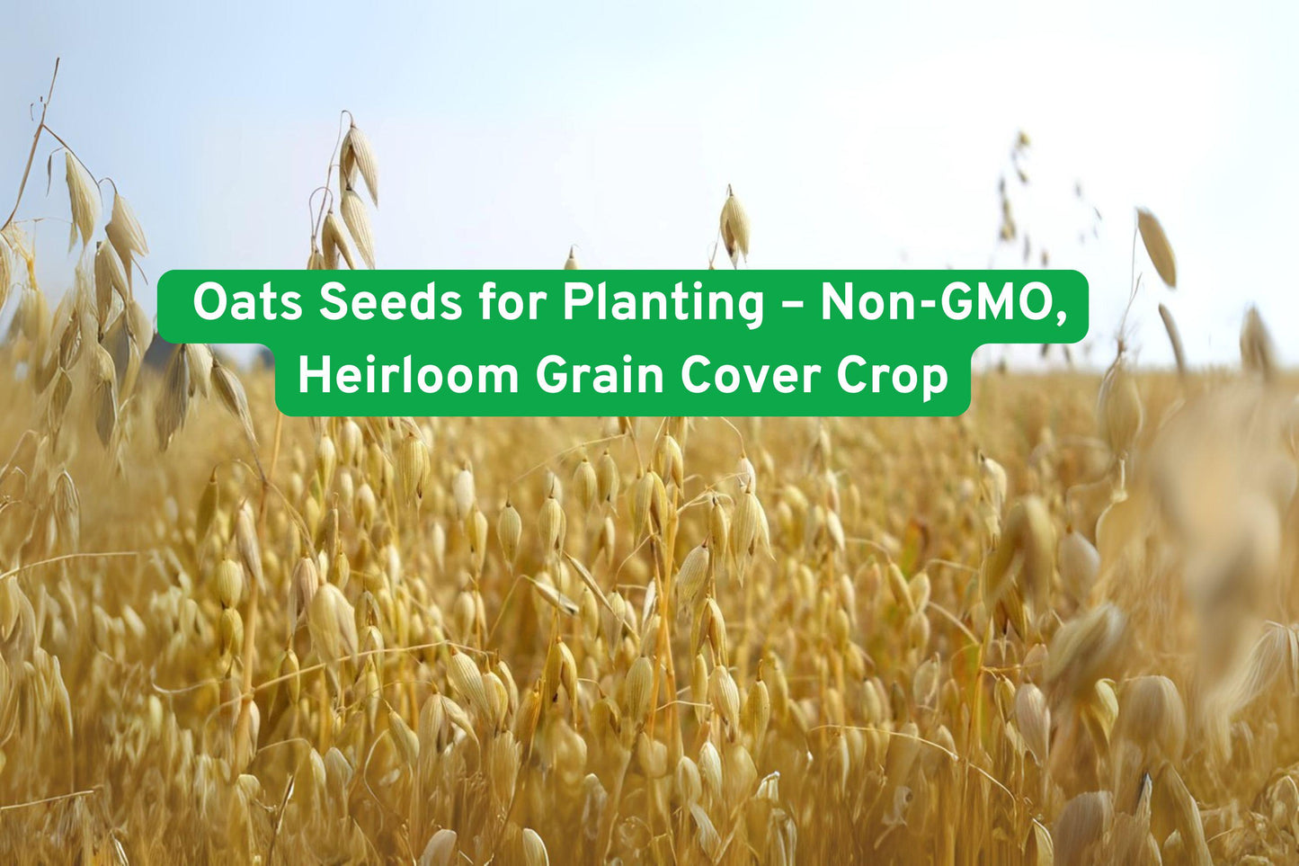heirloom oats seeds,non-GMO oat grains,cover crop oats,grain seed for baking,homestead oat seeds,livestock fodder oats,organic oat seeds,full sun oat planting,nutritious cereal grains,small farm oat seeds,soil enriching cover crop,heirloom grain seeds,starter oat seed packet