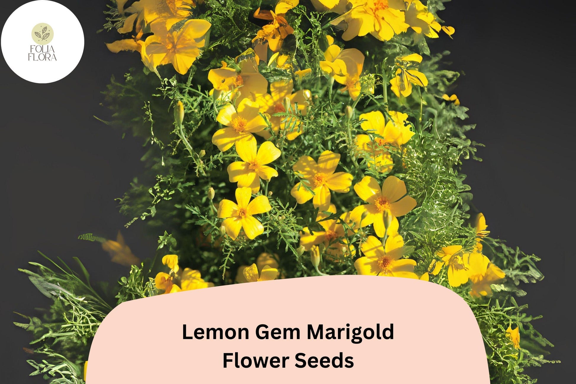Lemon Gem Marigold Seeds | Compact Citrus-Scented Yellow Flowers | Tagetes tenuifolia, Edging & Container Plant