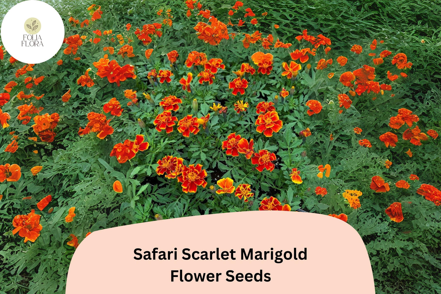 Safari Scarlet Marigold Seeds – Tagetes patula, Bright Red Blooms, Compact Annual for Gardens, Borders, Containers
