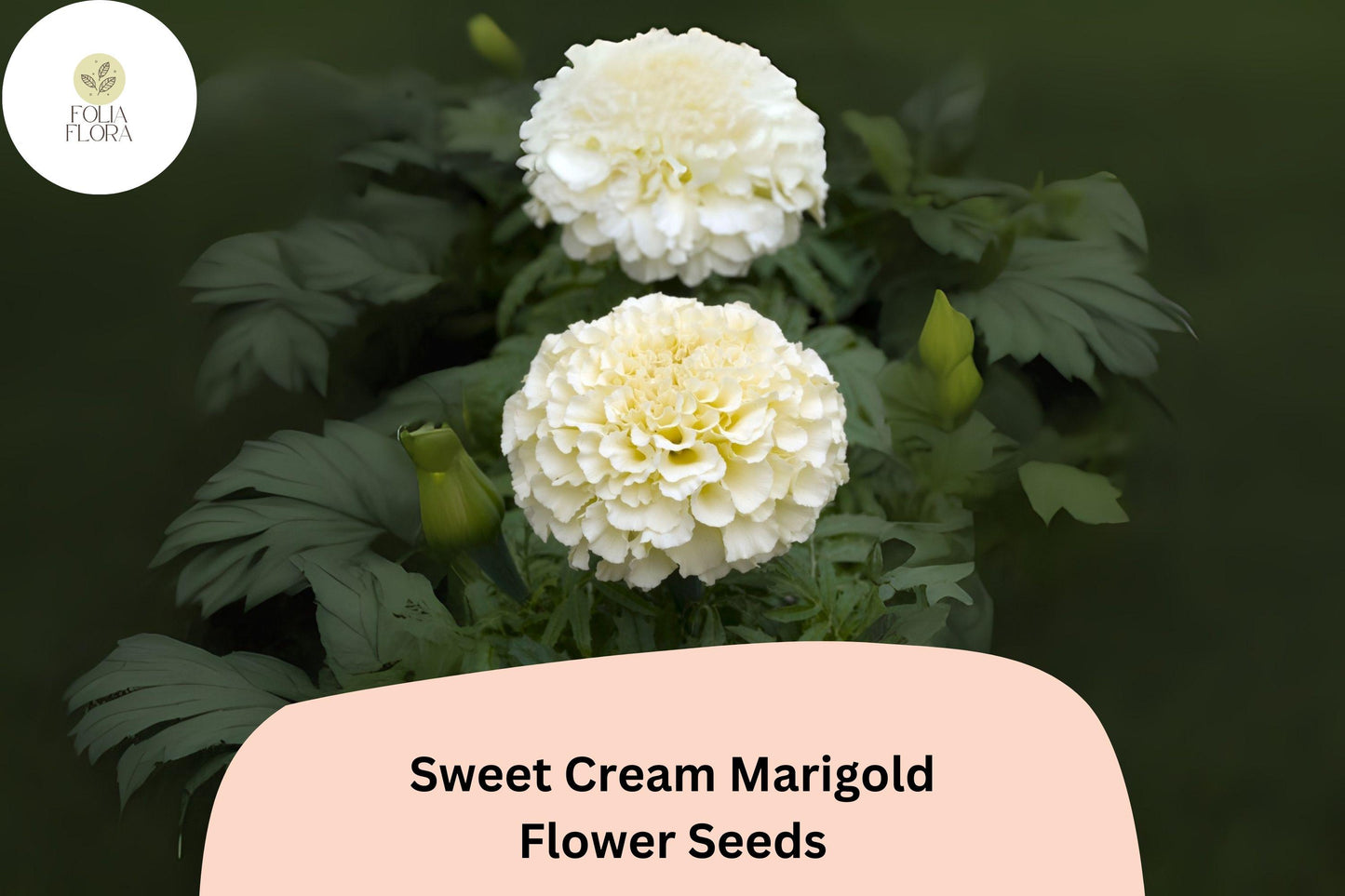 Sweet Cream Marigold Seeds | Tagetes erecta | Creamy White Blooms for Gardens & Containers | Hardy Annual