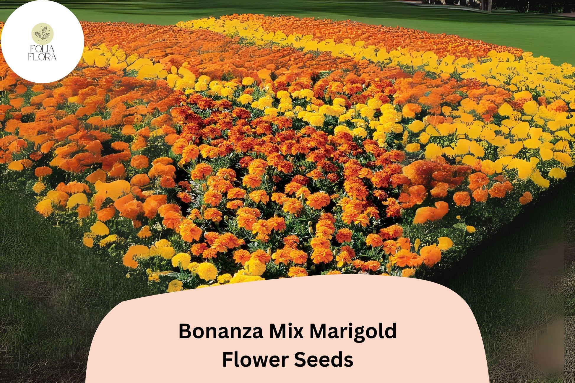 Bonanza Mix Marigold Seeds | Dwarf French Marigold Blend | Tagetes patula | Bright Orange, Yellow, Red, Gold Flowers