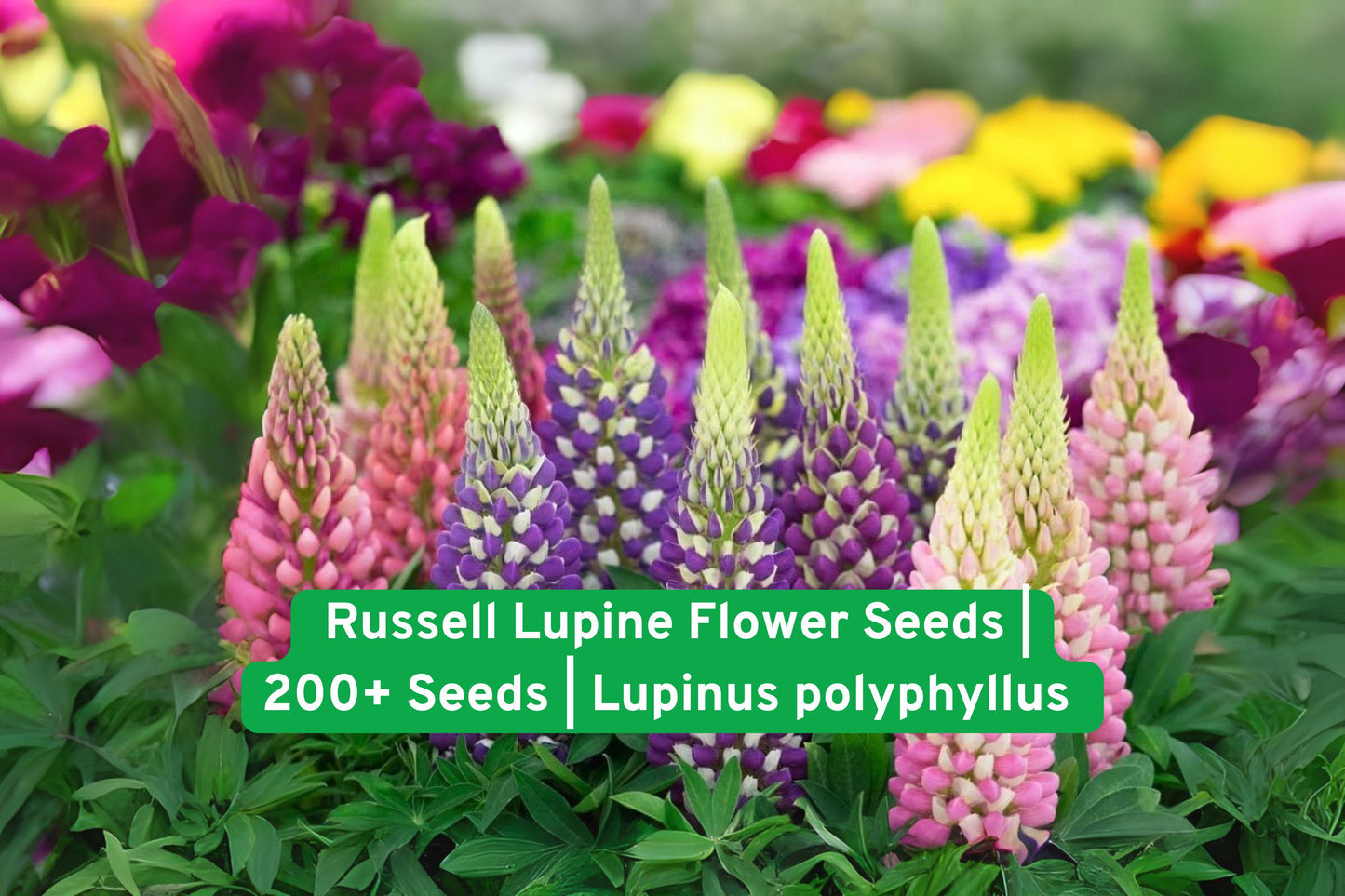 lupine flower seeds,wildflower seed mix,perennial garden seeds,colorful flower seeds,pollinator friendly seeds,meadow wildflower seeds,cottage garden seeds,full sun plant seeds,bee attracting seeds,cut flower seeds,large seed pack,USDA hardy wildflowers