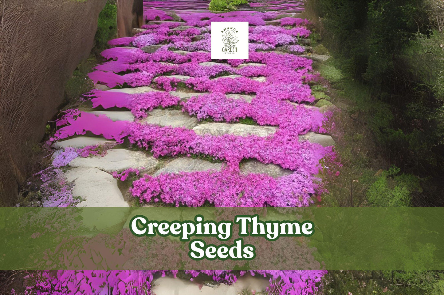 500 Creeping Thyme Seeds – Magic Carpet Ground Cover, Perennial, Drought-Tolerant, Purple-Pink Flowers, Lawn Alternative, Thymus serpyllum