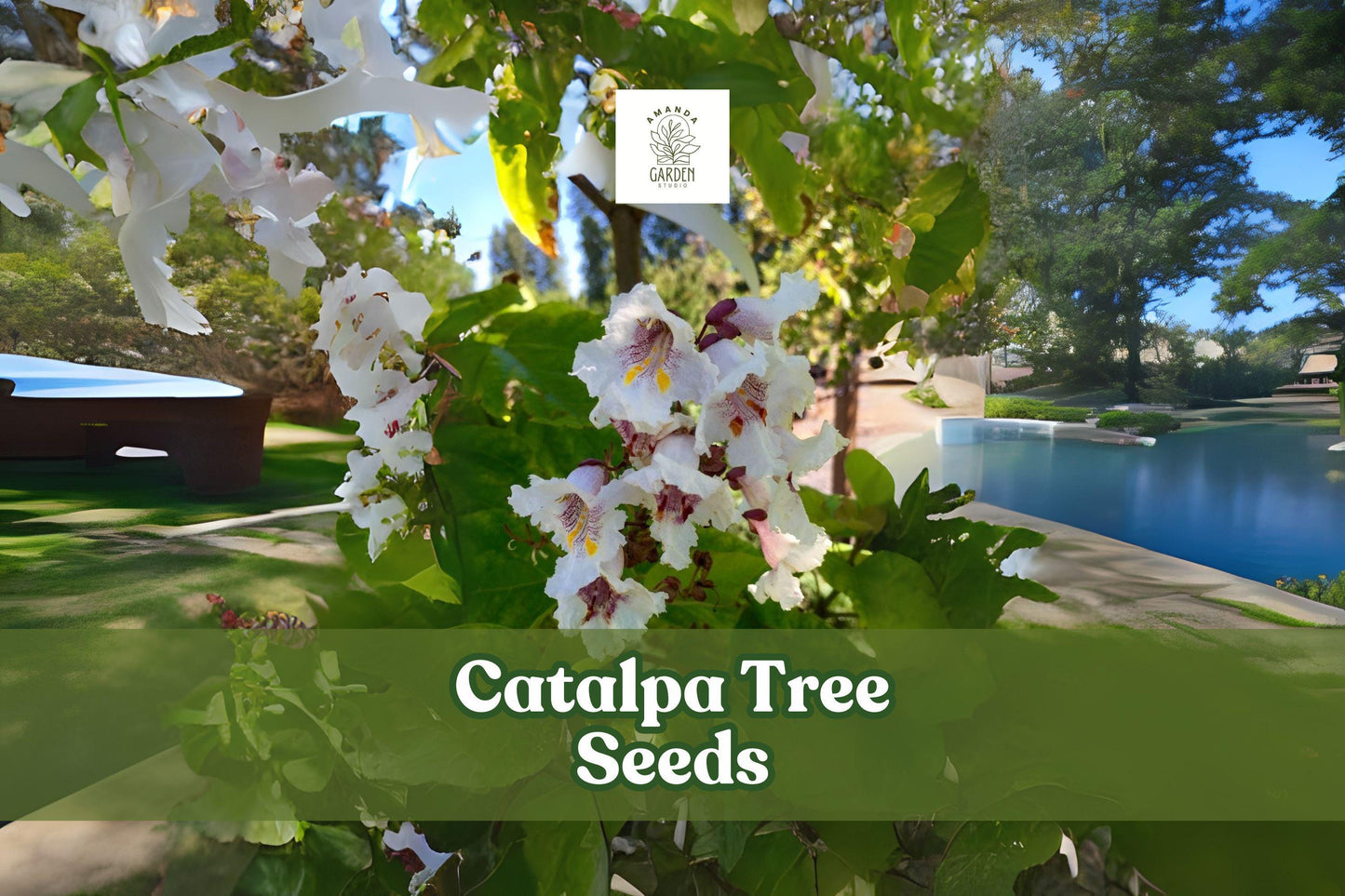 Catalpa Tree Seeds – 50 Non-GMO Pack – Ornamental Shade Tree with White Flowers – Fast Growing Deciduous Tree, Catalpa speciosa