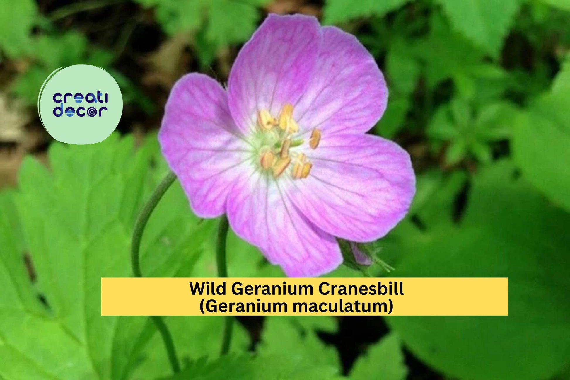 Wild Geranium Cranesbill Perennial Plants - 10 Bare Root Geranium maculatum Shade Garden Flowers