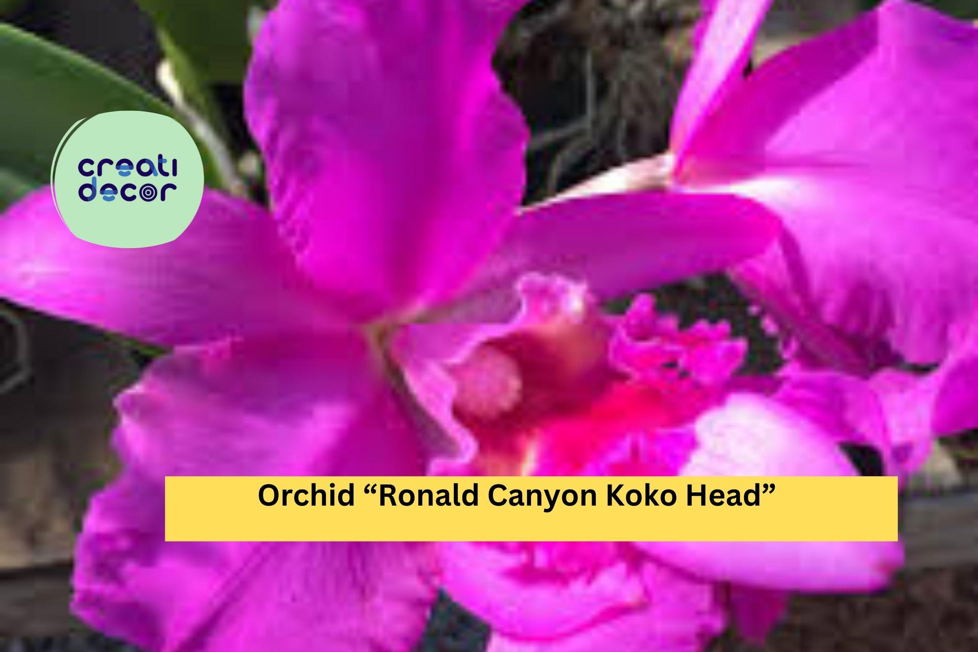 Orchid Plant Bare Root Seedling – Ronald Canyon Koko Head Exotic Hybrid for Indoor Growing, Vibrant Blooms, Tropical Houseplant