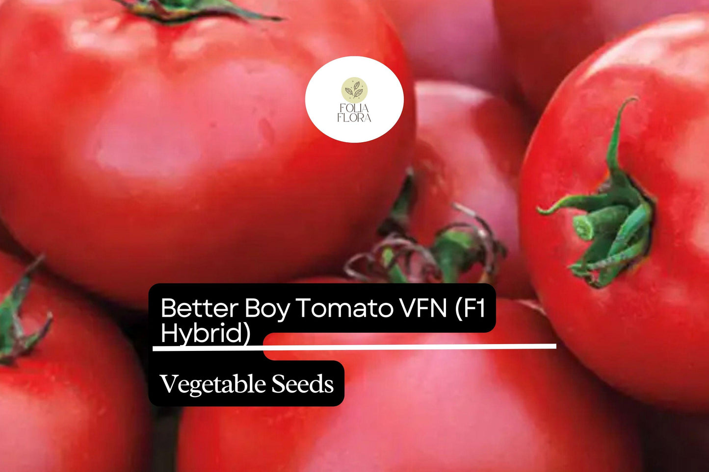 Better Boy Tomato Seeds | Hybrid Indeterminate Large Red Fruits for Slicing & Fresh Use | Solanum lycopersicum