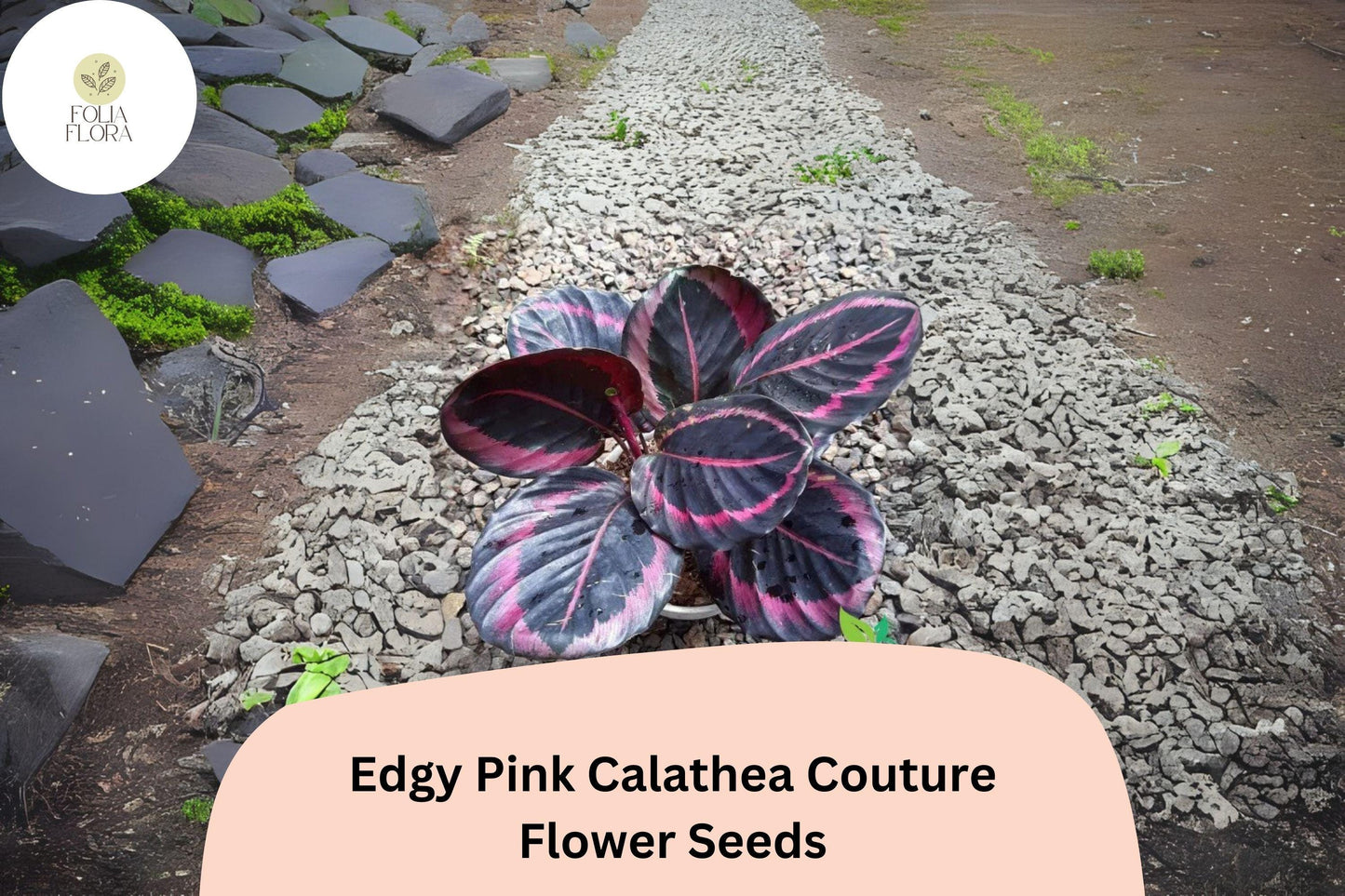 25+ Edgy Pink Calathea Seeds | Exotic Tropical Houseplant with Pink Accented Foliage | Calathea roseopicta 'Edgy Pink'