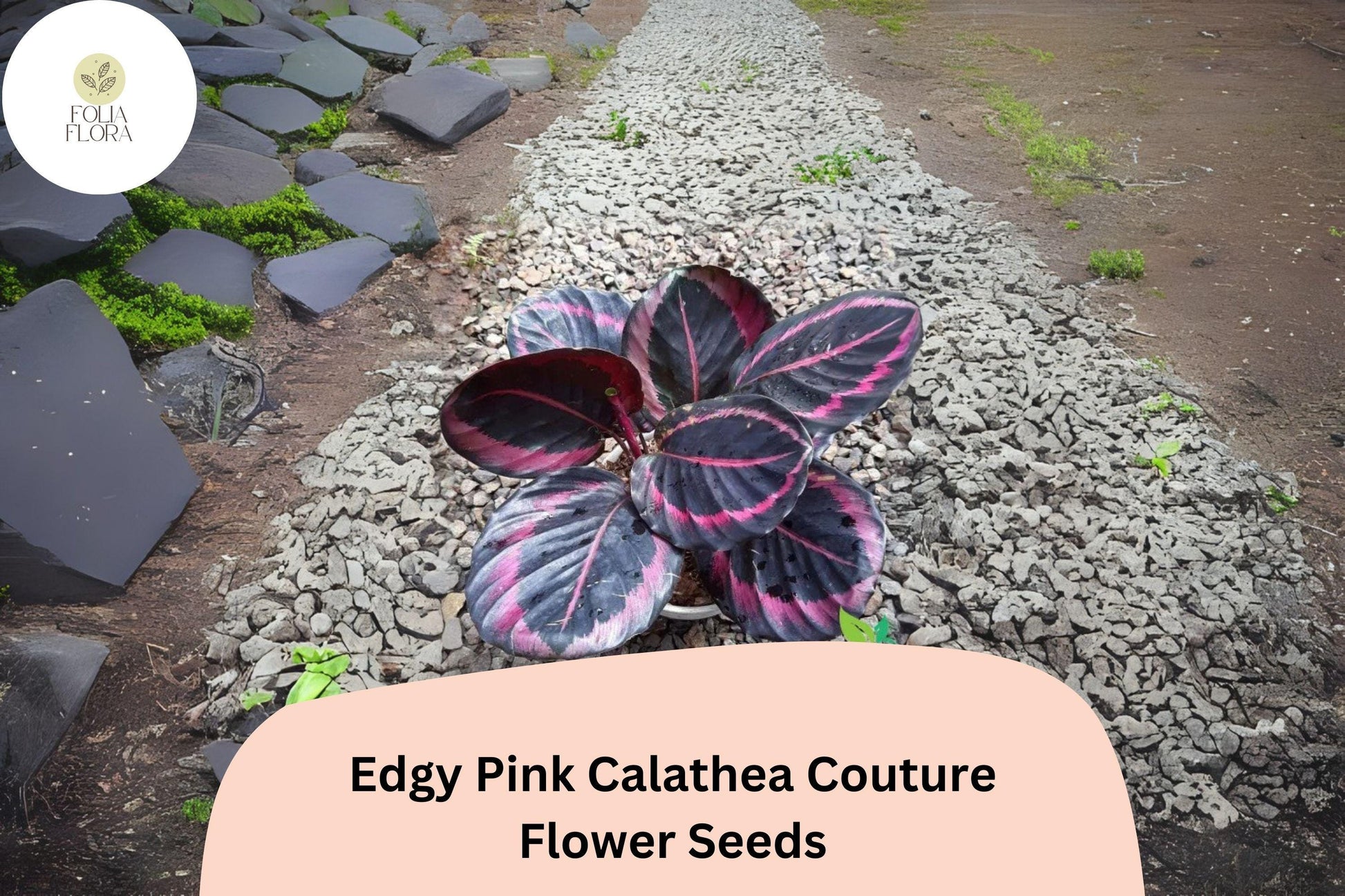 25+ Edgy Pink Calathea Seeds | Exotic Tropical Houseplant with Pink Accented Foliage | Calathea roseopicta 'Edgy Pink'