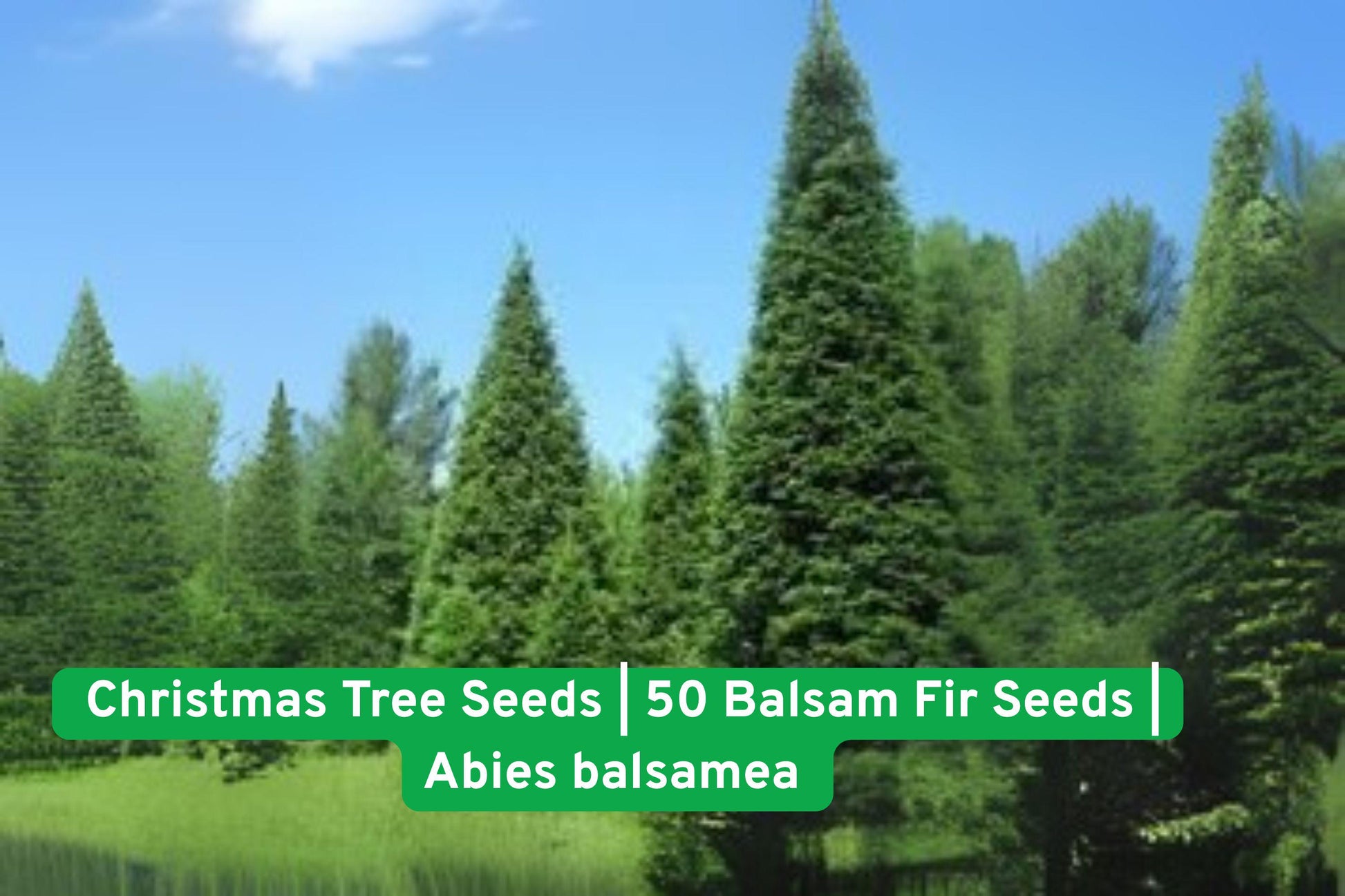 Balsam Fir seeds,Christmas tree seeds,Evergreen plant seeds,Holiday gardening seeds,Reforestation seeds,Landscaping plant seeds,Fragrant evergreen seeds,DIY Christmas tree kit,Native tree seeds,Full sun plant seeds,Moist soil seeds,Gift for gardeners,Indoor outdoor plant seeds
