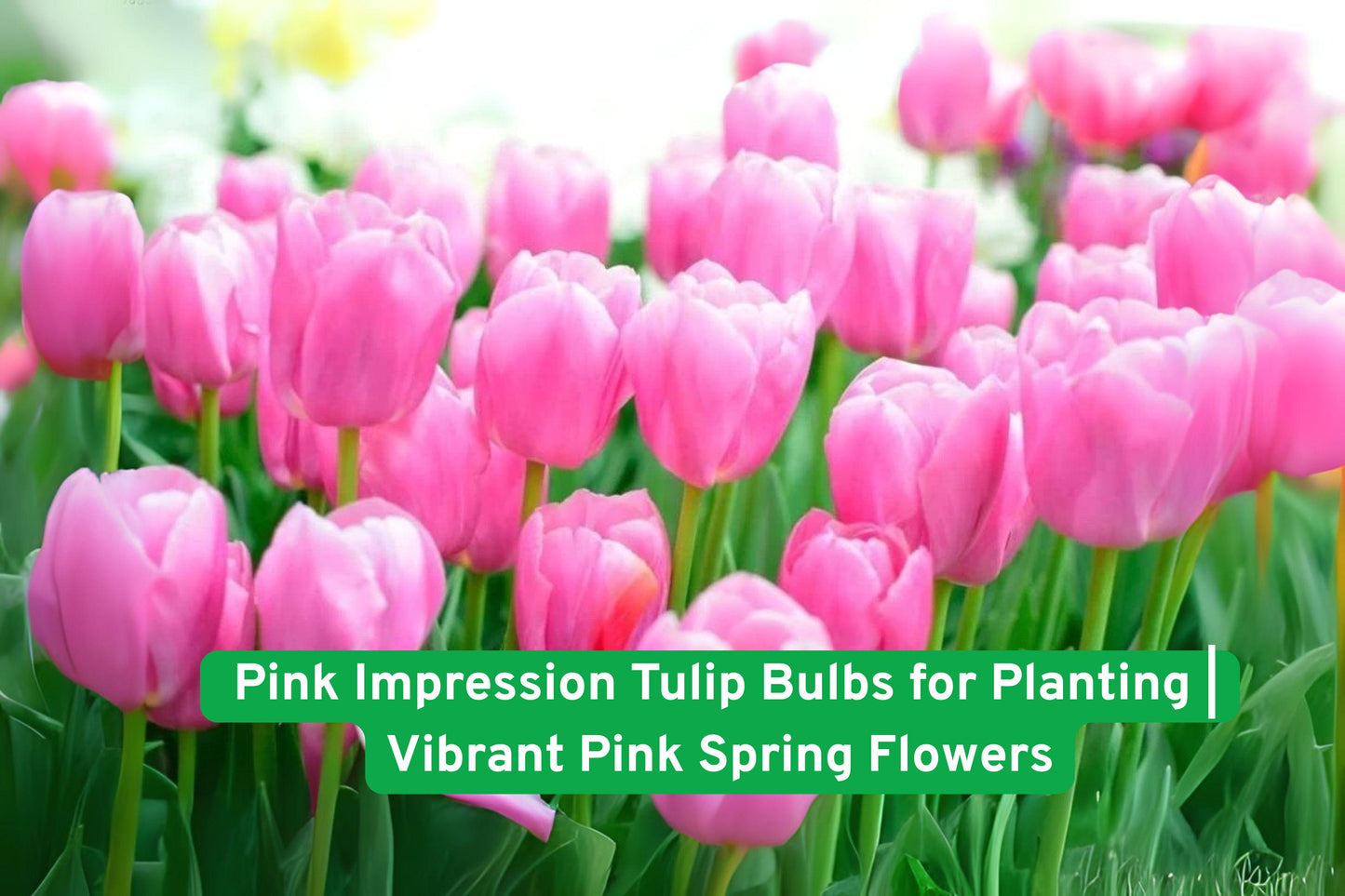 pink tulip bulbs, spring flowering bulbs, vibrant pink flowers, garden tulip bulbs, cut flower tulips, easy grow tulips, hardy flower bulbs, landscaping tulips, pink garden flowers, spring bloom bulbs, flower bulb gift, perennial tulip bulbs, Iowa flower bulbs