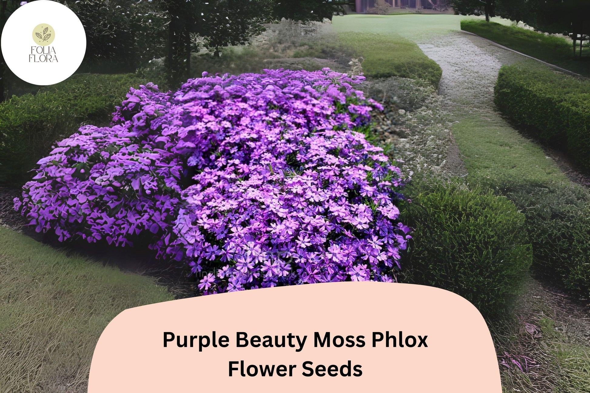 Purple Moss Phlox Seeds | Perennial Ground Cover for Borders & Rock Gardens | Phlox subulata