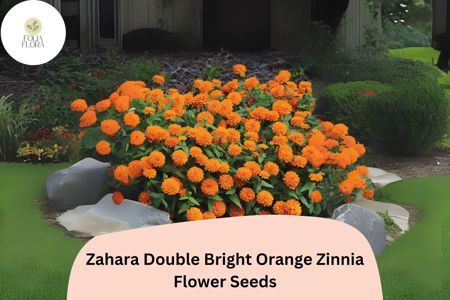 Zinnia Seeds Zahara Double Bright Orange | Pollinator-Friendly Annual Flower for Gardens & Containers