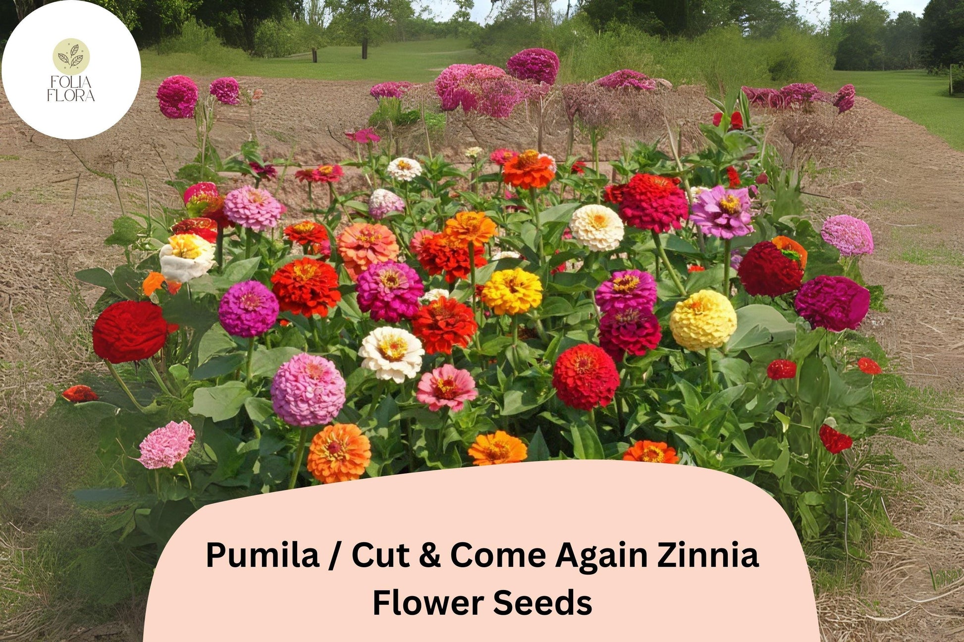 Pumila Zinnia Seeds | Cut & Come Again Mix | Pollinator Friendly Bright Blooms | Zinnia elegans Seeds for Gardens & Containers