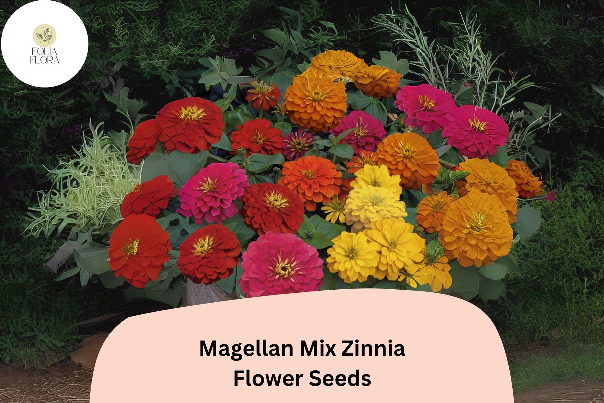 Magellan Mix Zinnia Seeds | Vibrant Multi-Color Zinnia Elegans for Gardens & Cut Flowers