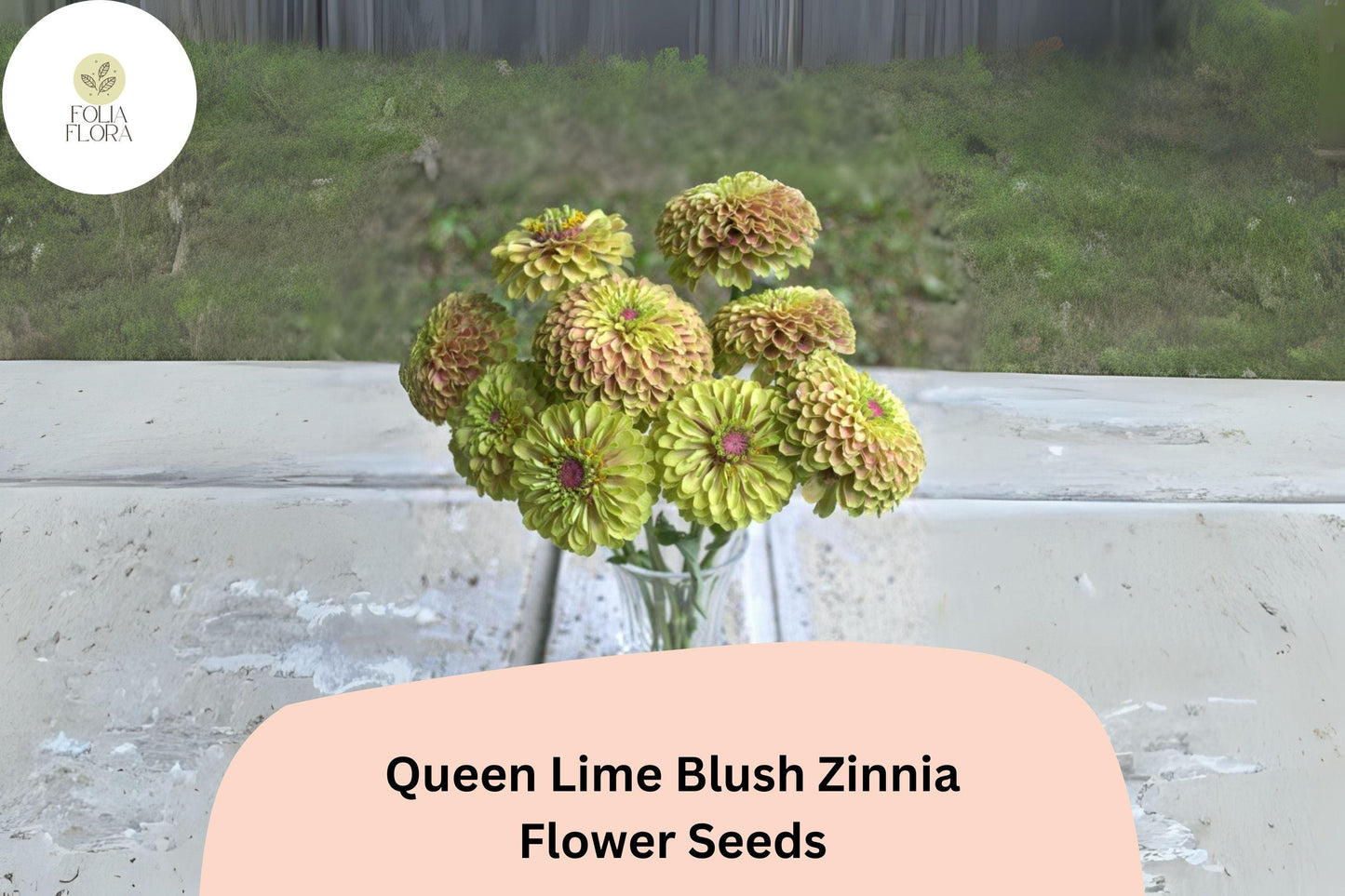 Queen Lime Blush Zinnia Seeds | Pastel Garden Flowers | Zinnia elegans | Lime & Blush Colors | Annual for Borders & Cut Flowers