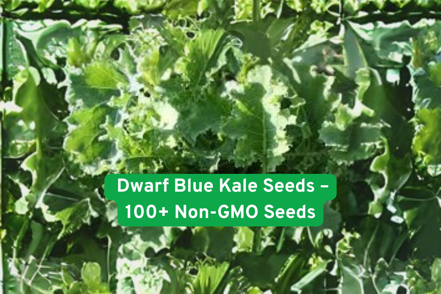 dwarf blue kale seeds, curly kale seeds, cold hardy kale, blue green kale, vegetable garden seeds, edible leafy greens, fall planting seeds, cool weather vegetables, non-GMO kale seeds, compact kale plants, salad greens seeds, winter tolerant vegetables, easy grow kale