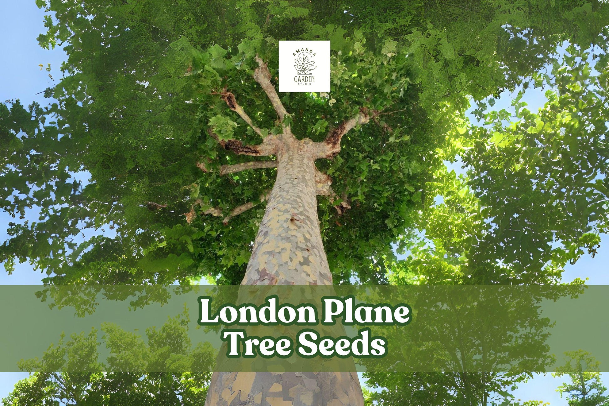 London Plane Tree Seeds – Pack of 50 – Platanus acerifolia – Hardy Shade Tree with Mottled Bark and Large Leaves