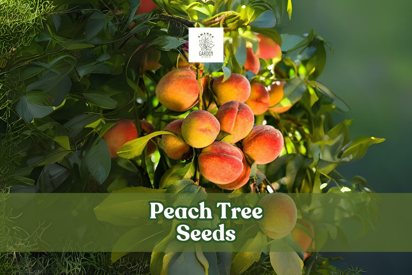 Peach Tree Seeds – Prunus persica – Fruit Bearing or Bonsai Plant Pack of 2