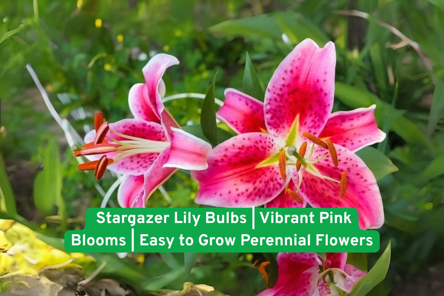 stargazer lily bulbs, pink lily bulbs, fragrant garden flowers, perennial lily bulbs, outdoor flower bulbs, easy grow lilies, border garden plants, cut flower lilies, vibrant pink blooms, hardy perennial bulbs, container garden lilies, summer flowering bulbs, garden landscaping plants