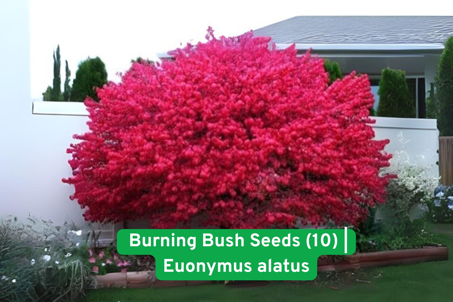 burning bush seeds, Euonymus alatus, fall foliage seeds, ornamental shrub seeds, hedge plant seeds, red autumn leaves, hardy landscape plants, garden shrub seeds, seasonal color seeds, drought tolerant seeds, decorative hedge seeds, small shrub seeds, fall color plant seeds