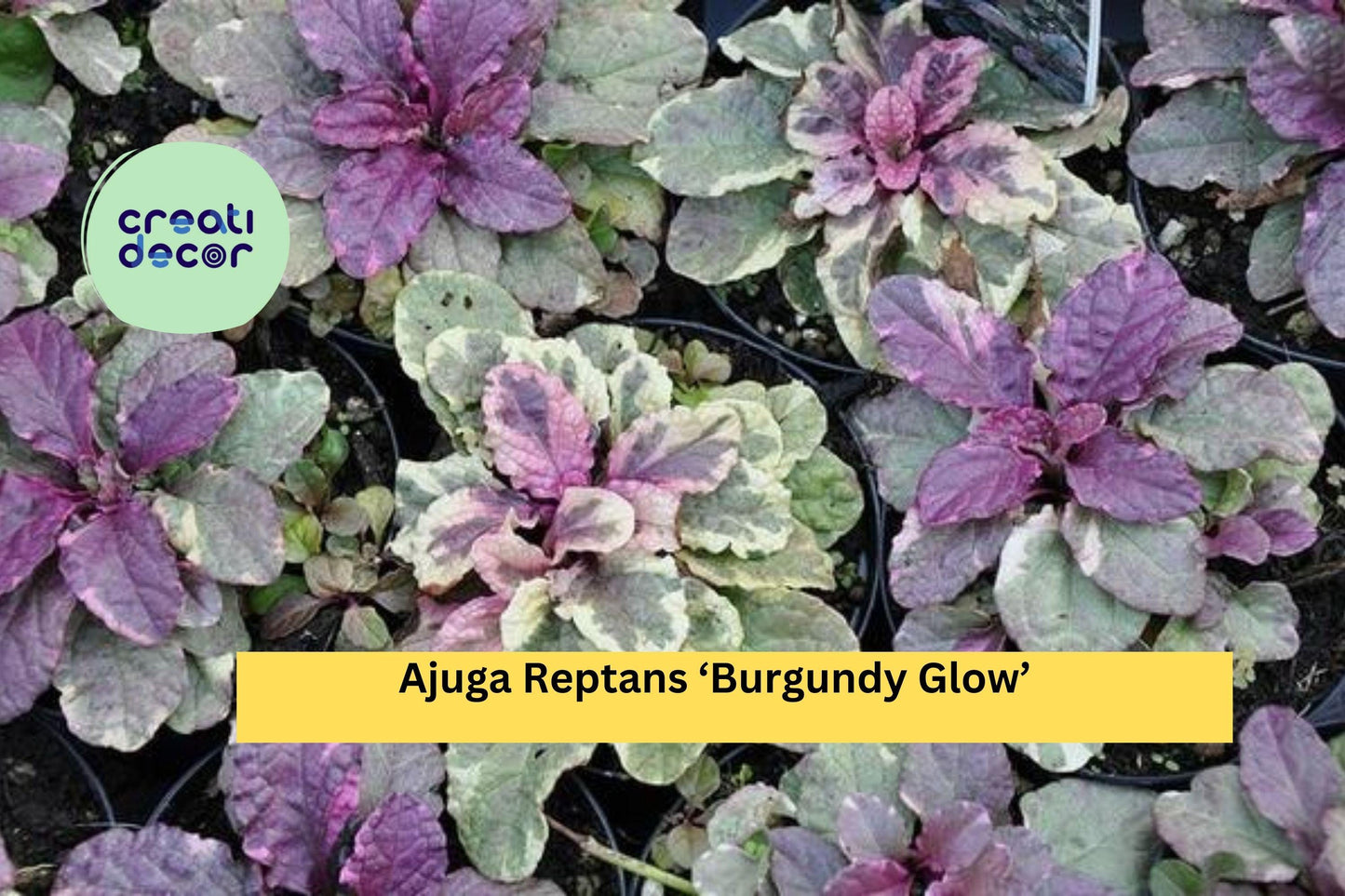 Live Rooted Ajuga Reptans ‘Burgundy Glow’ Perennial Ground Cover with Variegated Leaves & Purple Flowers - 3 Plants