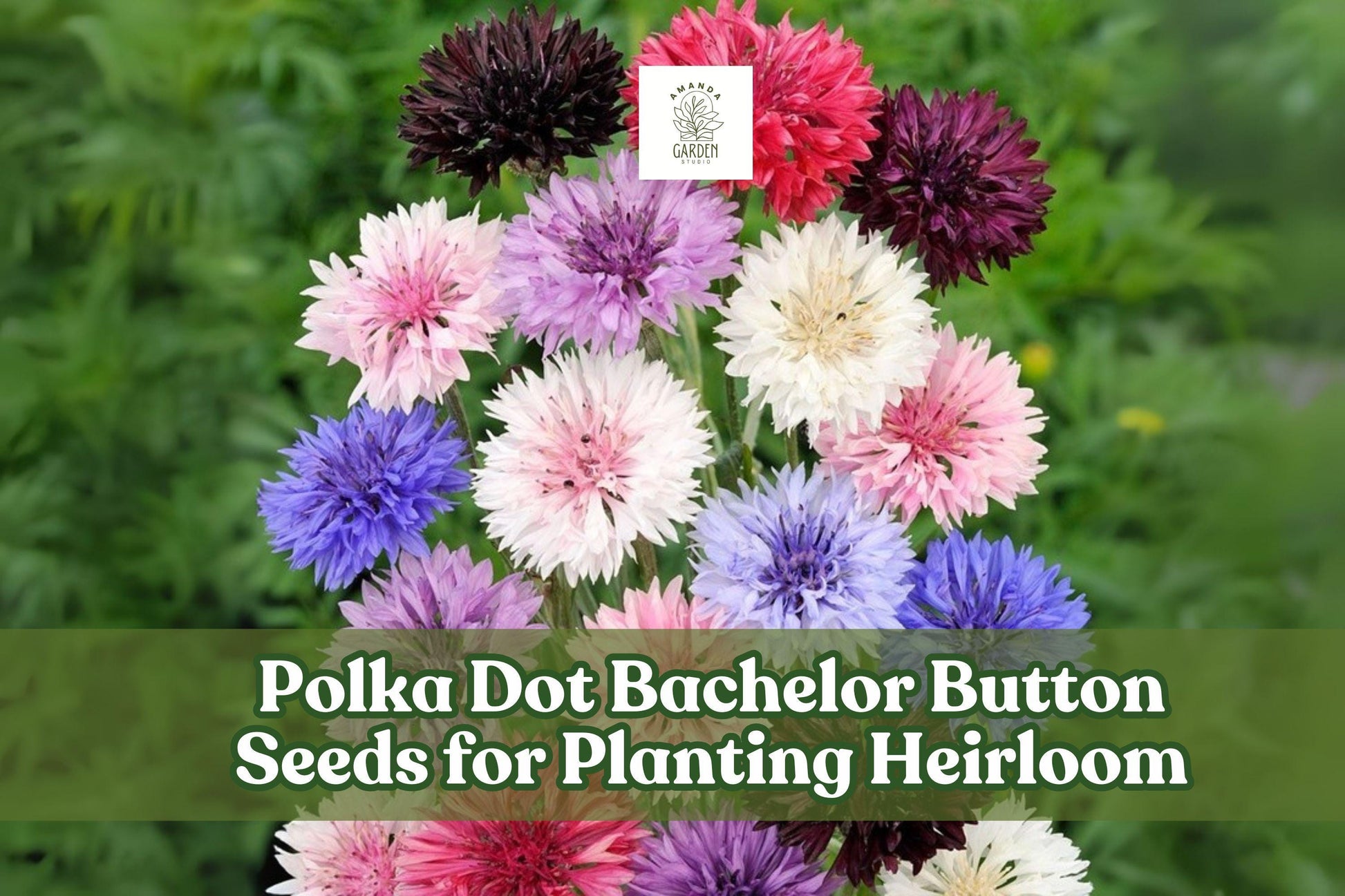 500 Polka Dot Bachelor Button Seeds | Heirloom Cornflower Mix | Vibrant Blue, Pink, White & Purple Annual Flowers for Borders, Containers & Cut Flowers