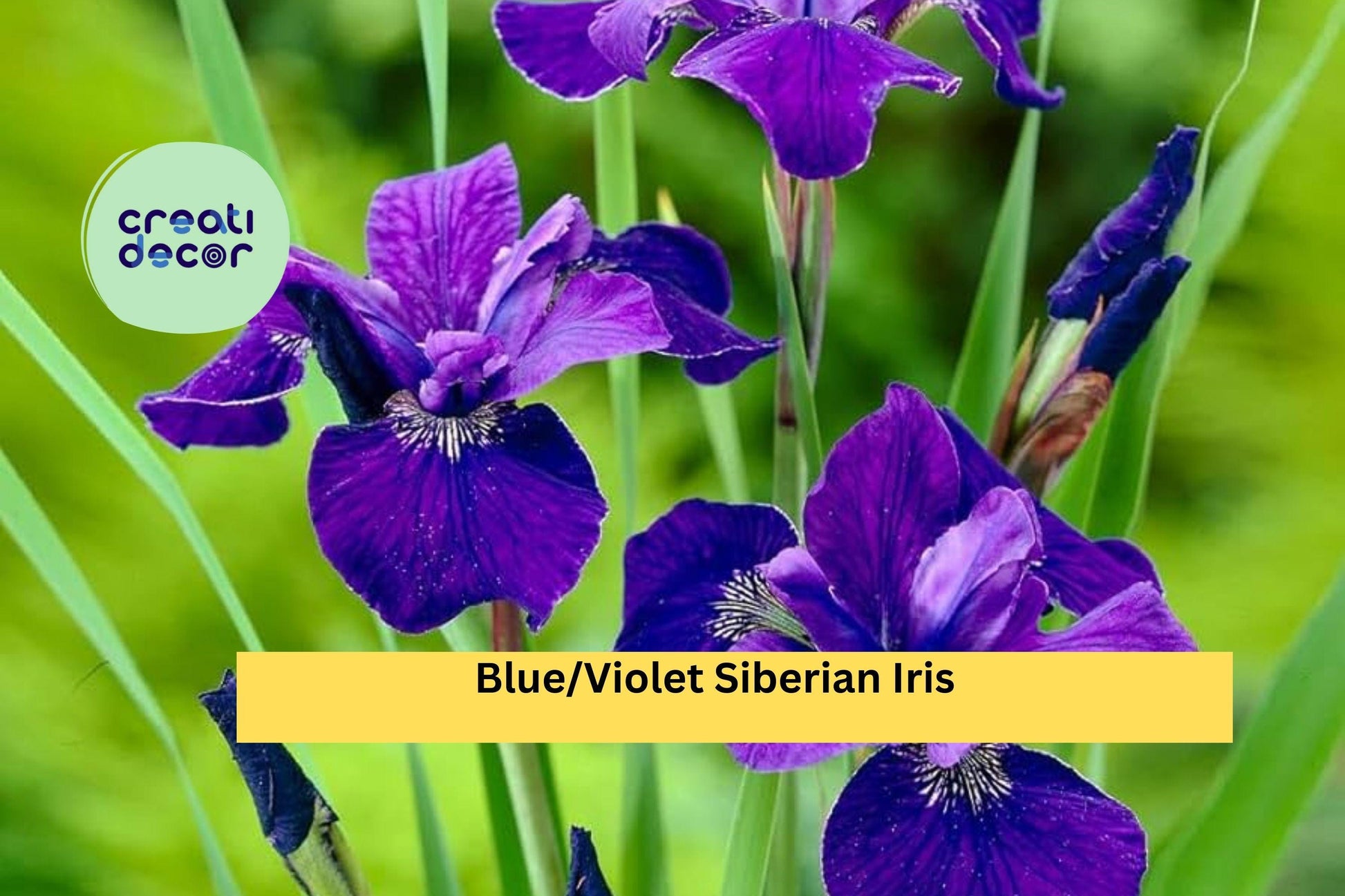 Siberian Iris Rhizomes – 5 Live Perennial Root Clumps, Blue Violet Flowers, Iris sibirica, Hardy Garden Border Plants