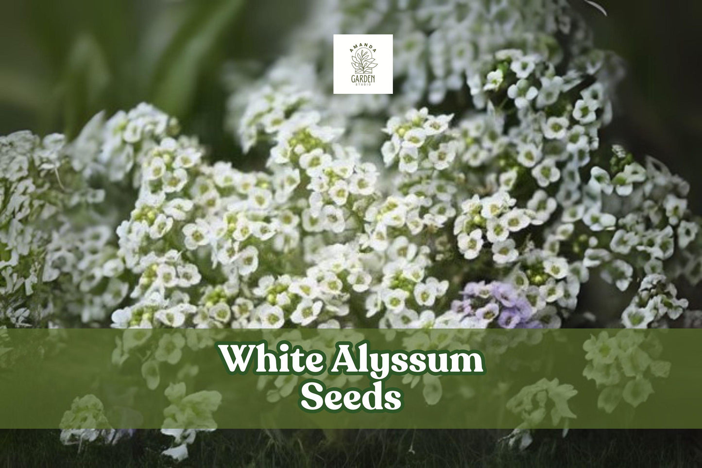 White Alyssum Seeds – Fragrant Carpet of Snow Ground Cover, Lobularia maritima, Easy to Grow Annual