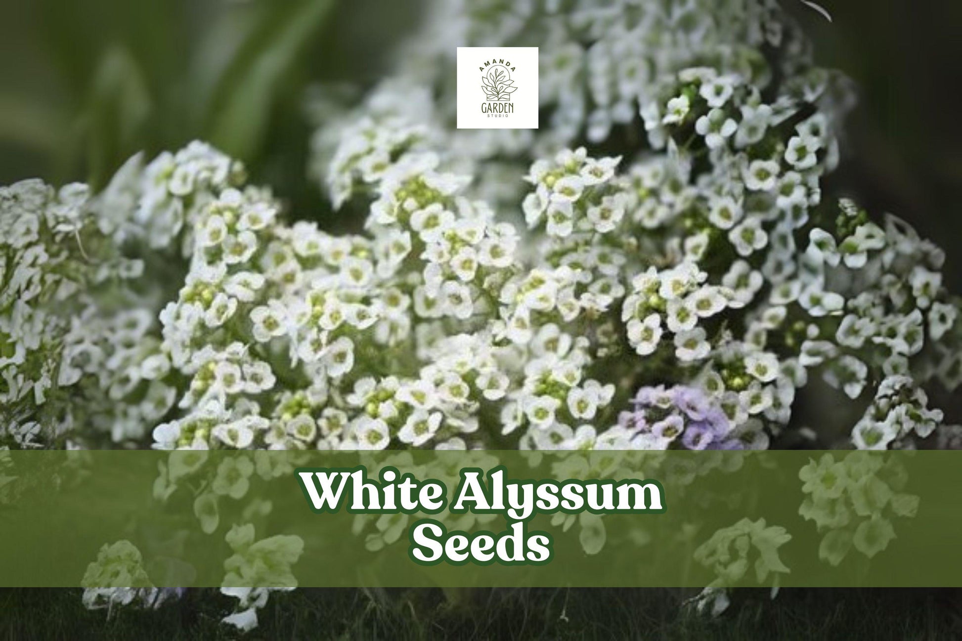 White Alyssum Seeds – Lobularia maritima, Fragrant Carpet of Snow Ground Cover, Pollinator-Friendly, Easy to Grow, 500 Seeds