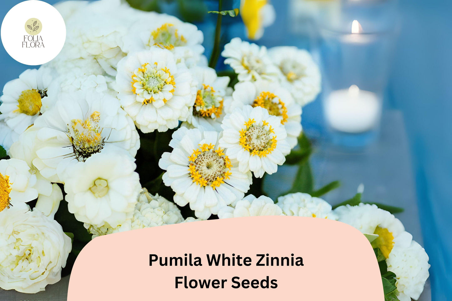 100+ Pumila White Zinnia Seeds – White Flower Annuals for Borders & Cut Flowers, Easy to Grow Zinnia elegans