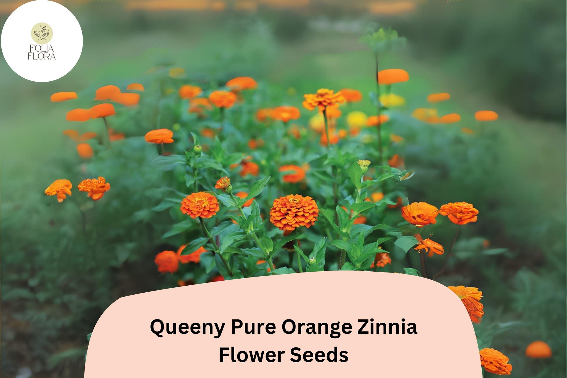 Queeny Orange Zinnia Seeds, Double Blooms, Bright Orange, Zinnia elegans